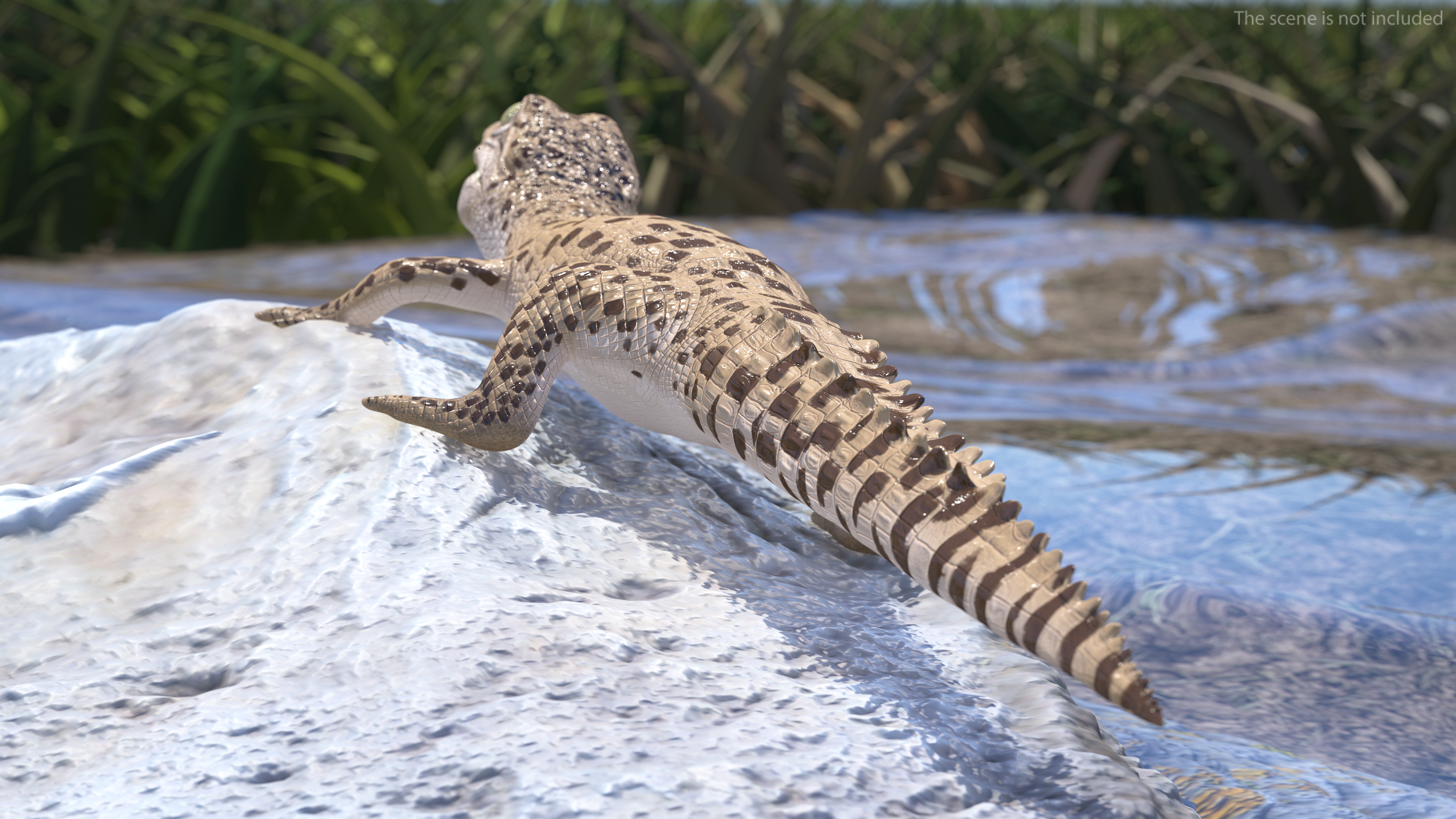 Baby Crocodile Light Color Rigged for Maya 3D