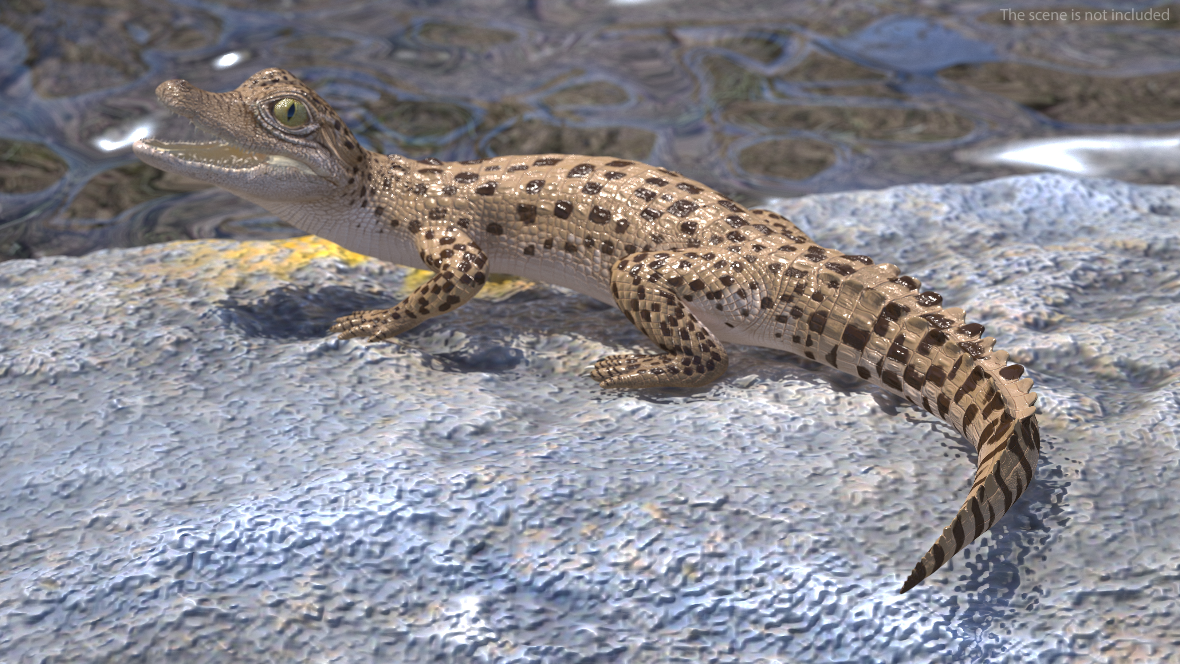 Baby Crocodile Light Color Rigged for Maya 3D