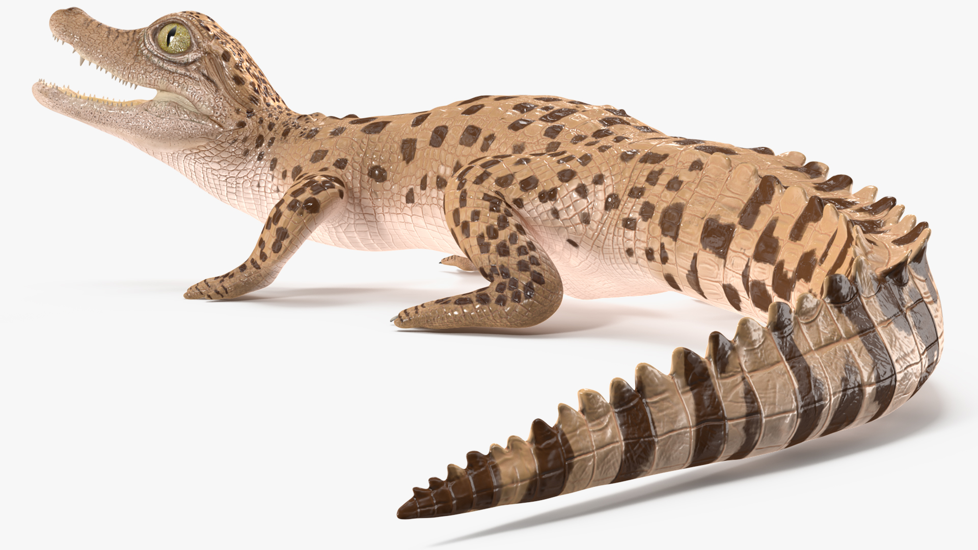 Baby Crocodile Light Color Rigged for Maya 3D