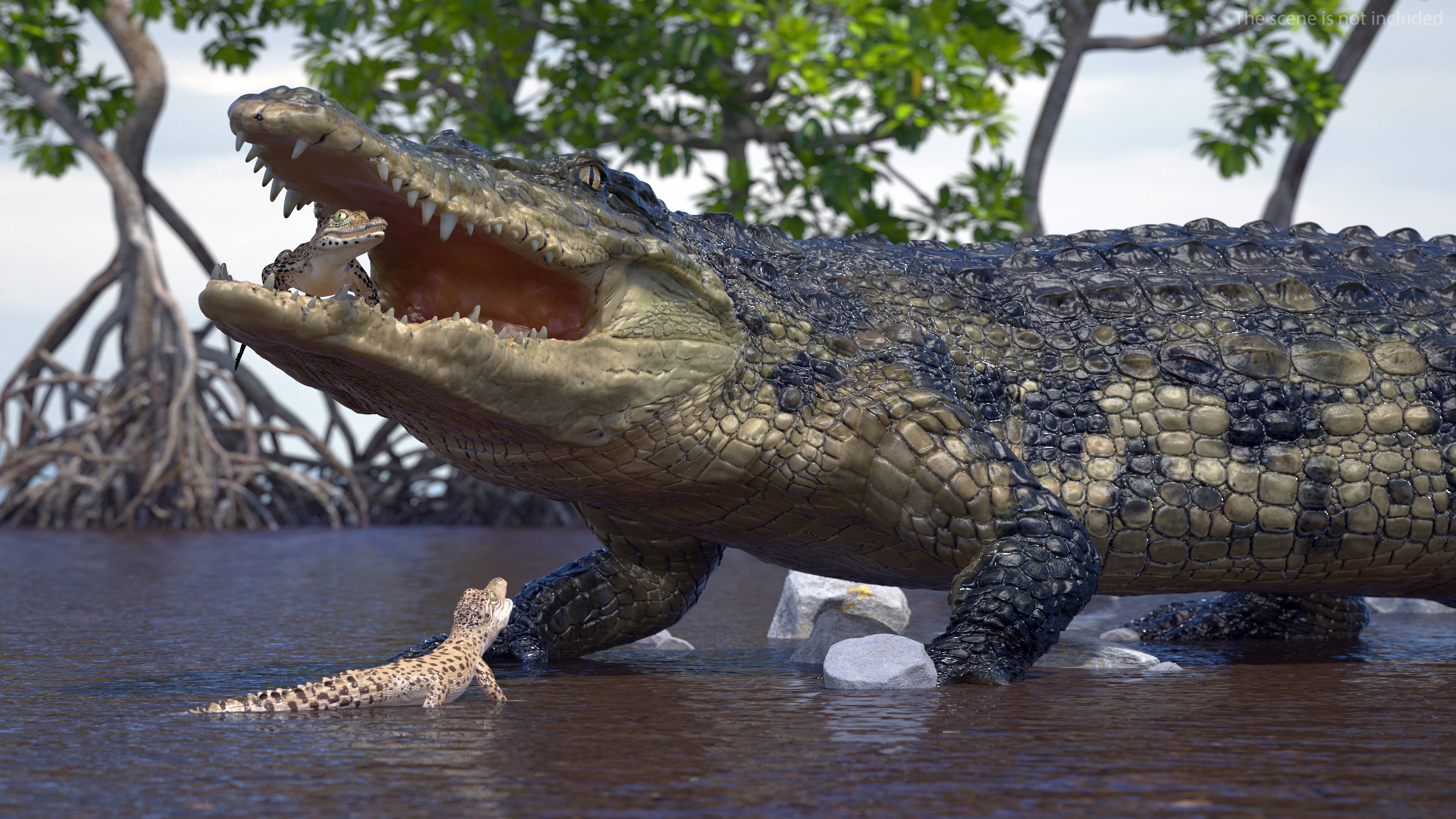 Baby Crocodile Light Color Rigged for Maya 3D
