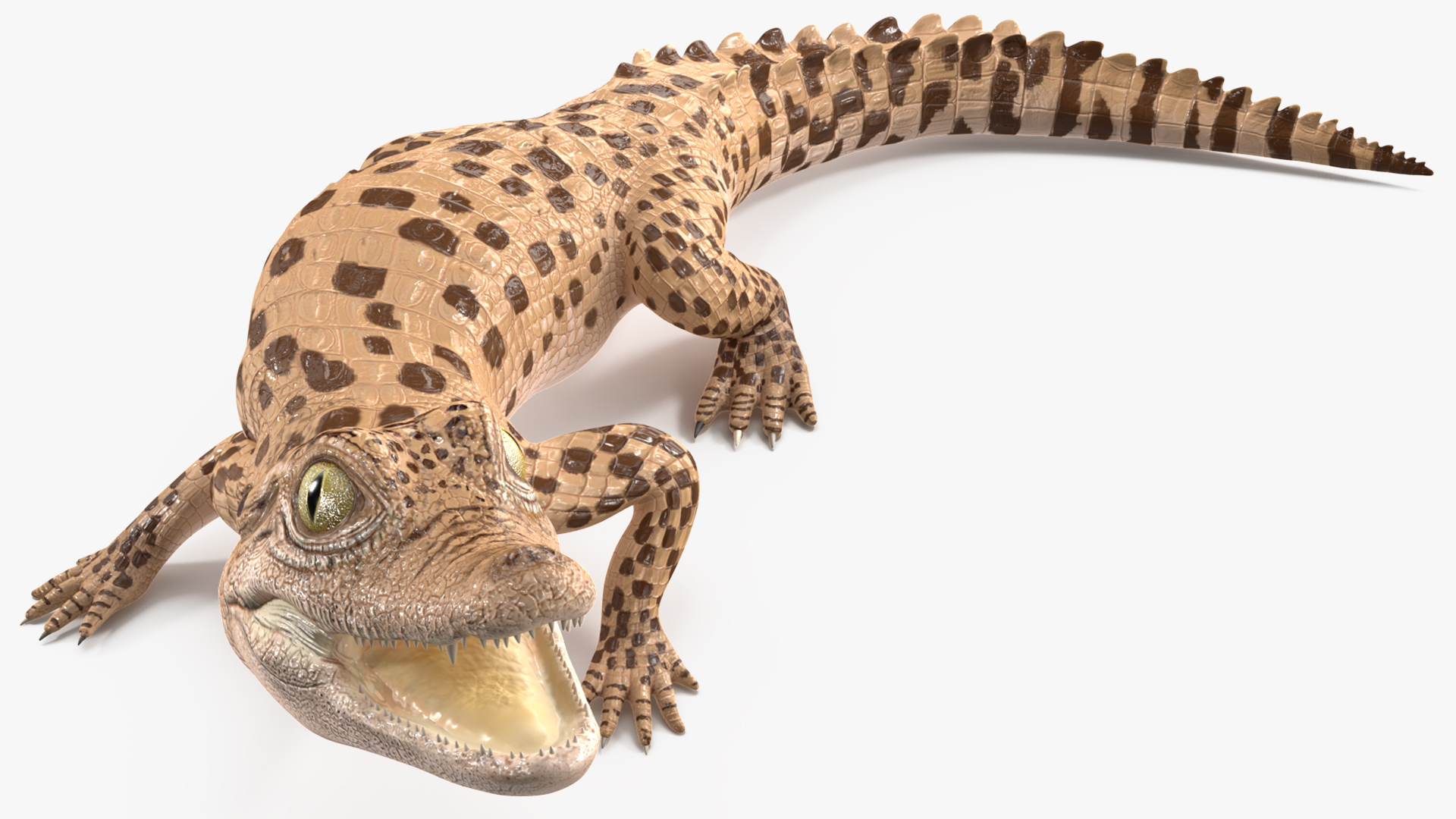 Baby Crocodile Light Color Rigged for Maya 3D