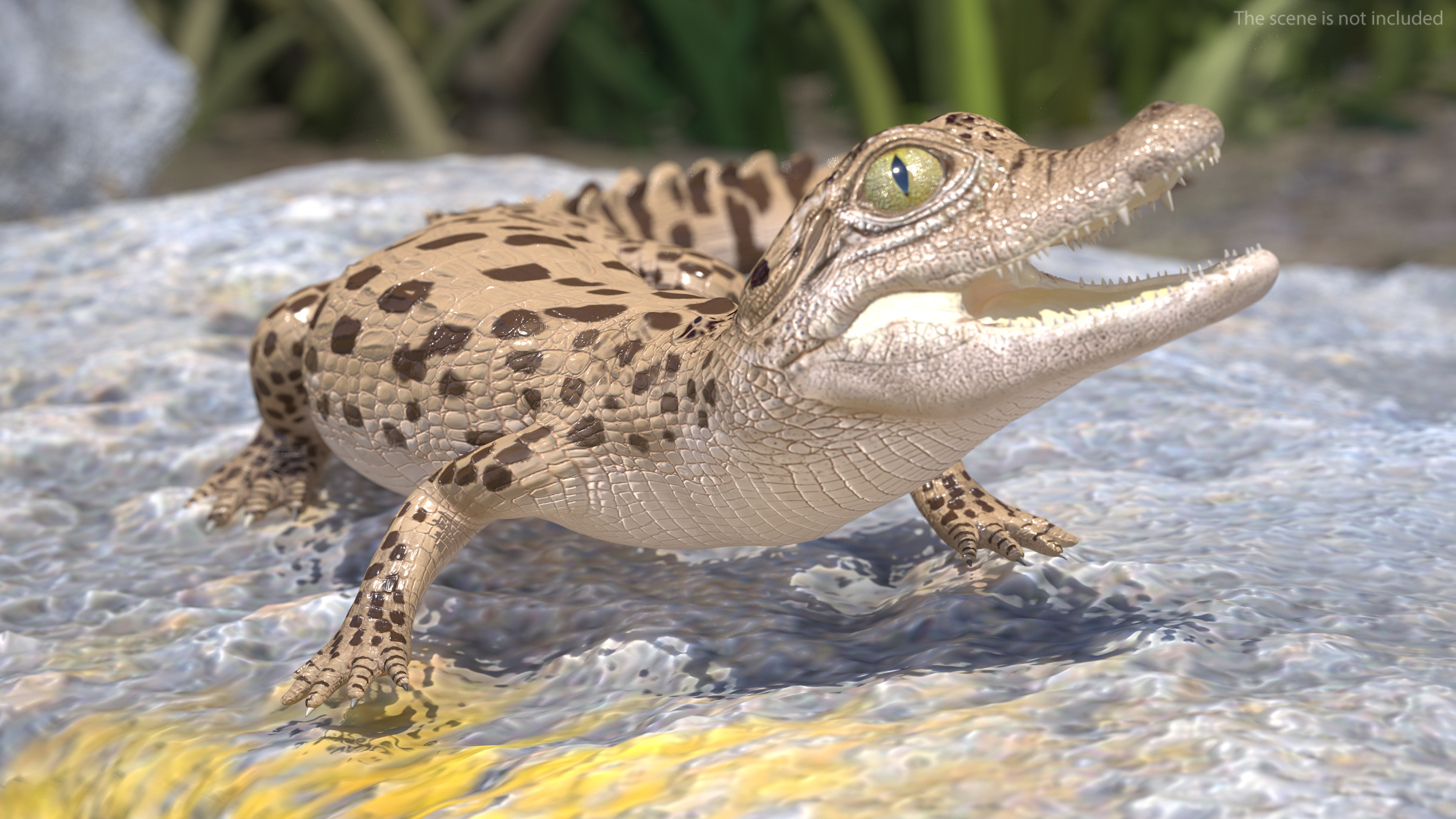 Baby Crocodile Light Color Rigged for Maya 3D