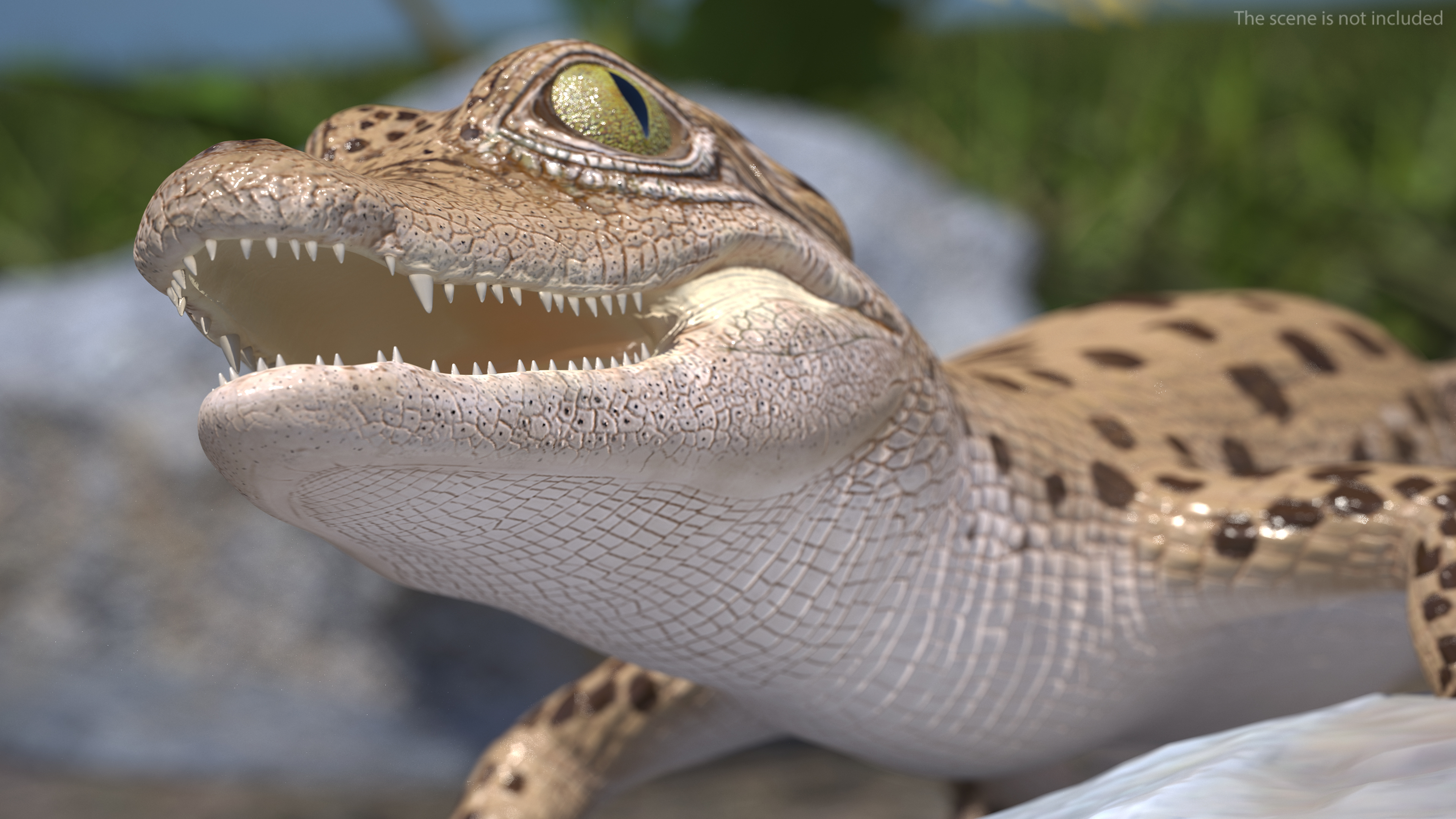Baby Crocodile Light Color Rigged for Maya 3D