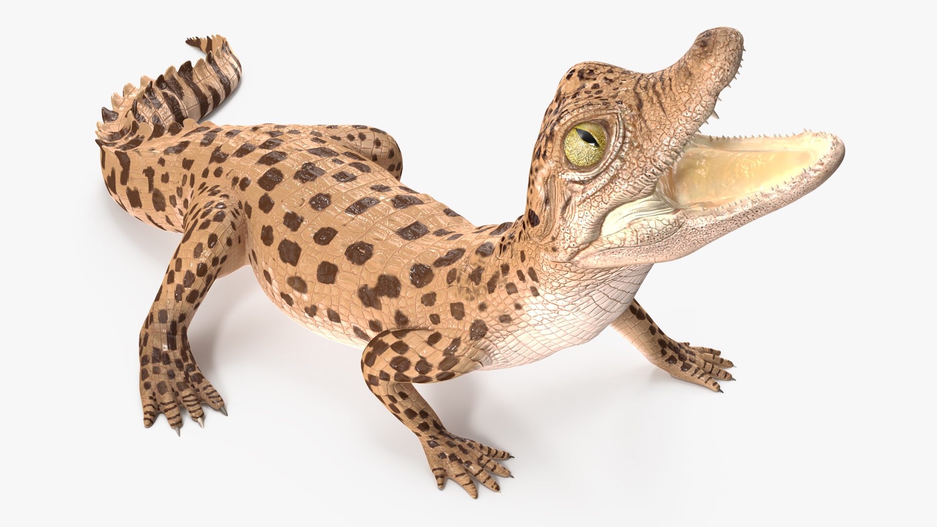 Baby Crocodile Light Color Rigged for Maya 3D
