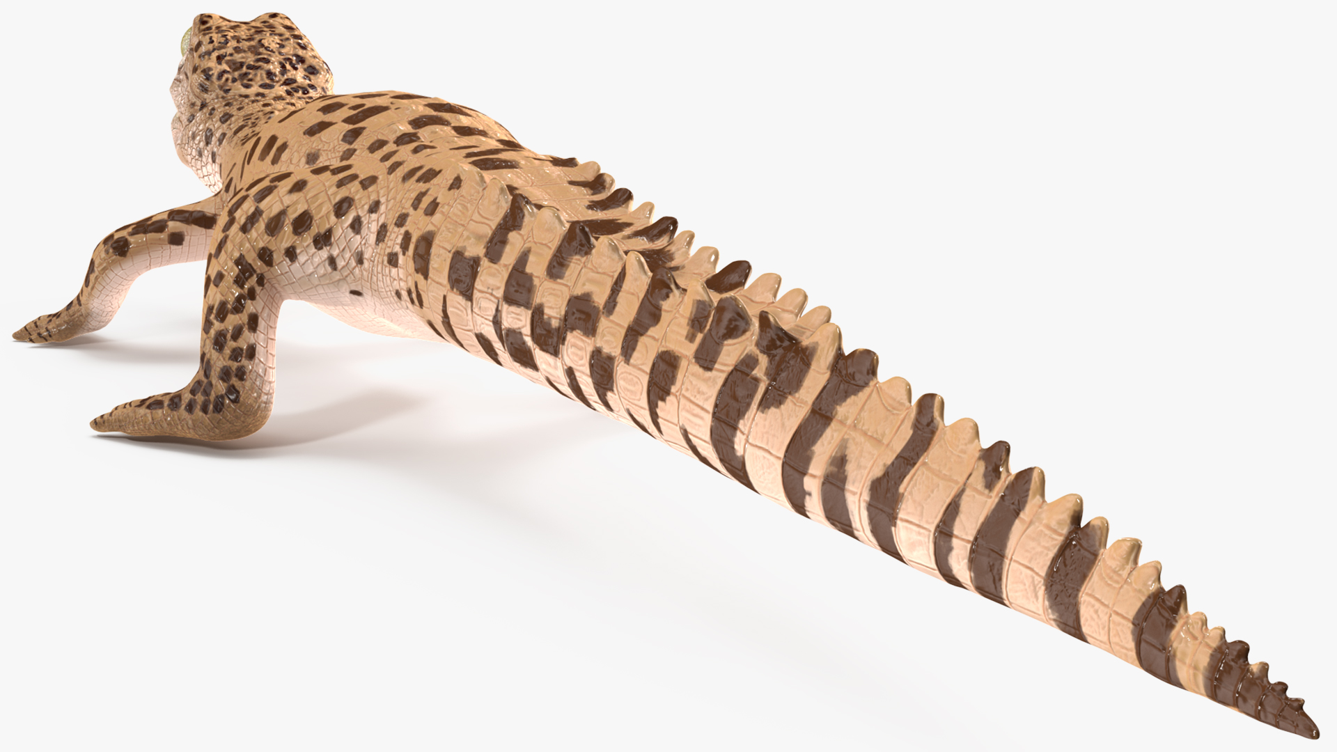 Baby Crocodile Light Color Rigged for Maya 3D