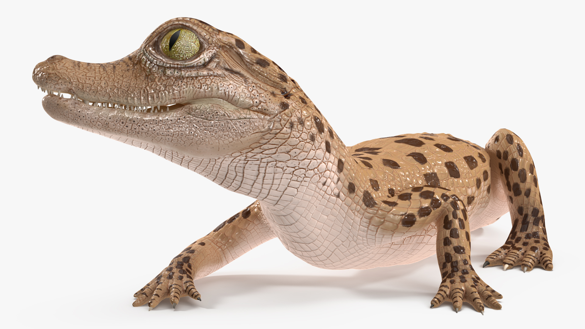 Baby Crocodile Light Color Rigged for Maya 3D
