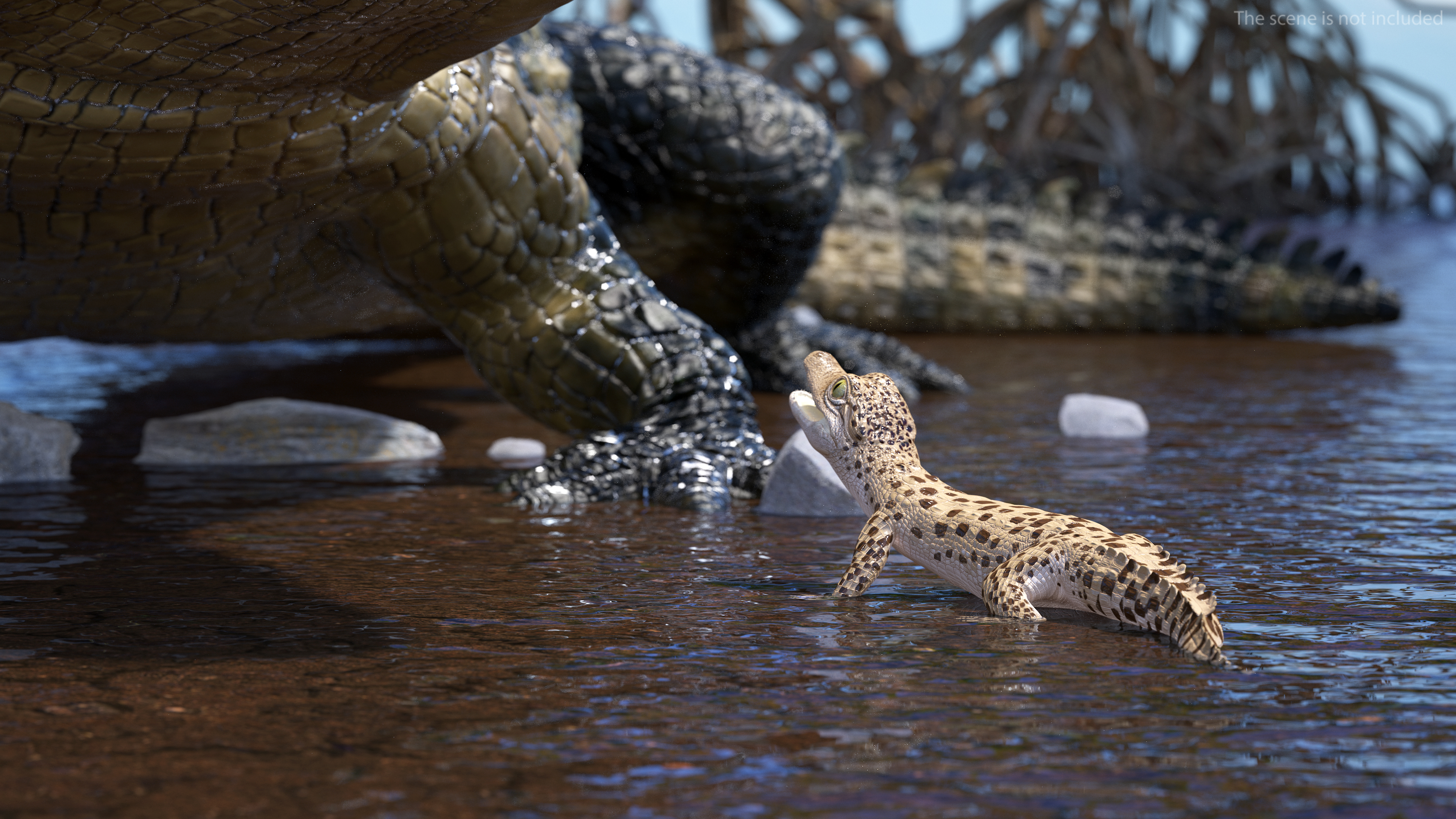 Baby Crocodile Light Color Rigged for Maya 3D