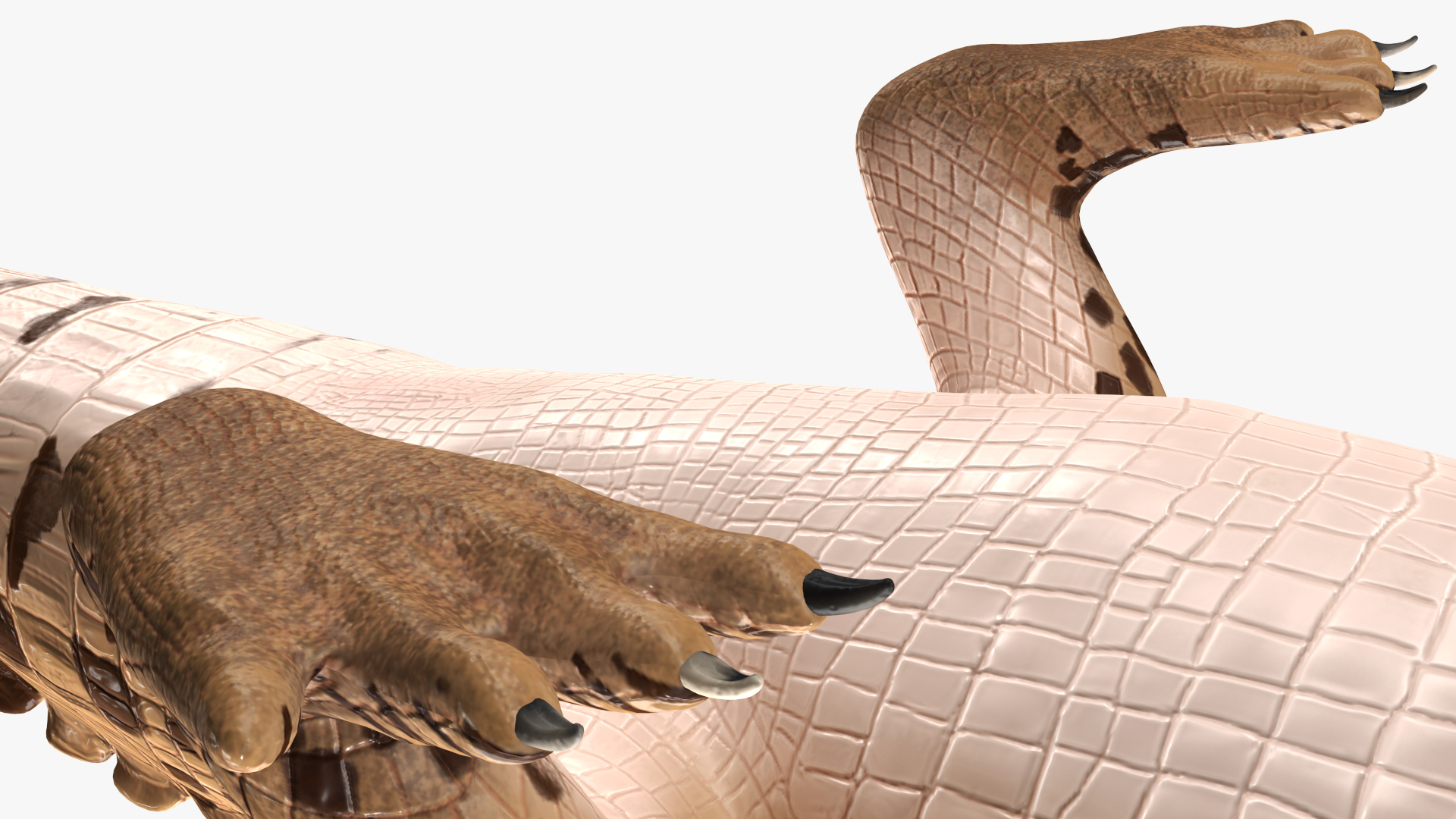 Baby Crocodile Light Color Rigged for Maya 3D