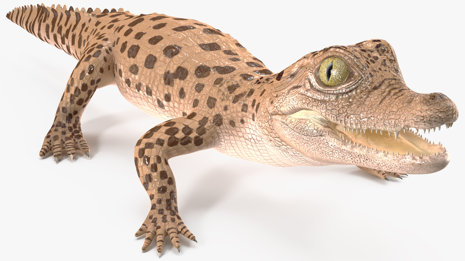 Baby Crocodile Light Color Rigged for Maya 3D