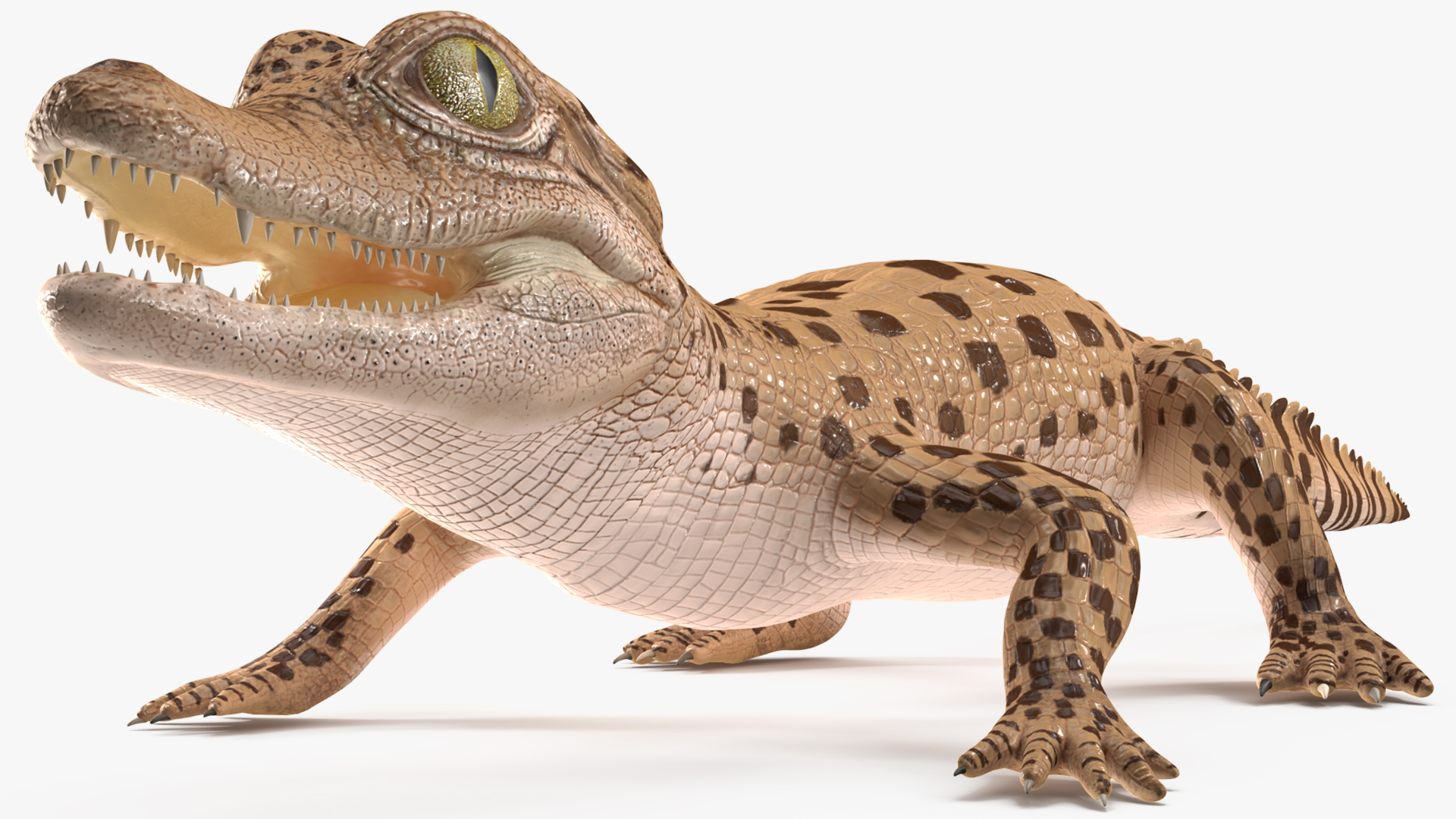 Baby Crocodile Light Color Rigged for Maya 3D