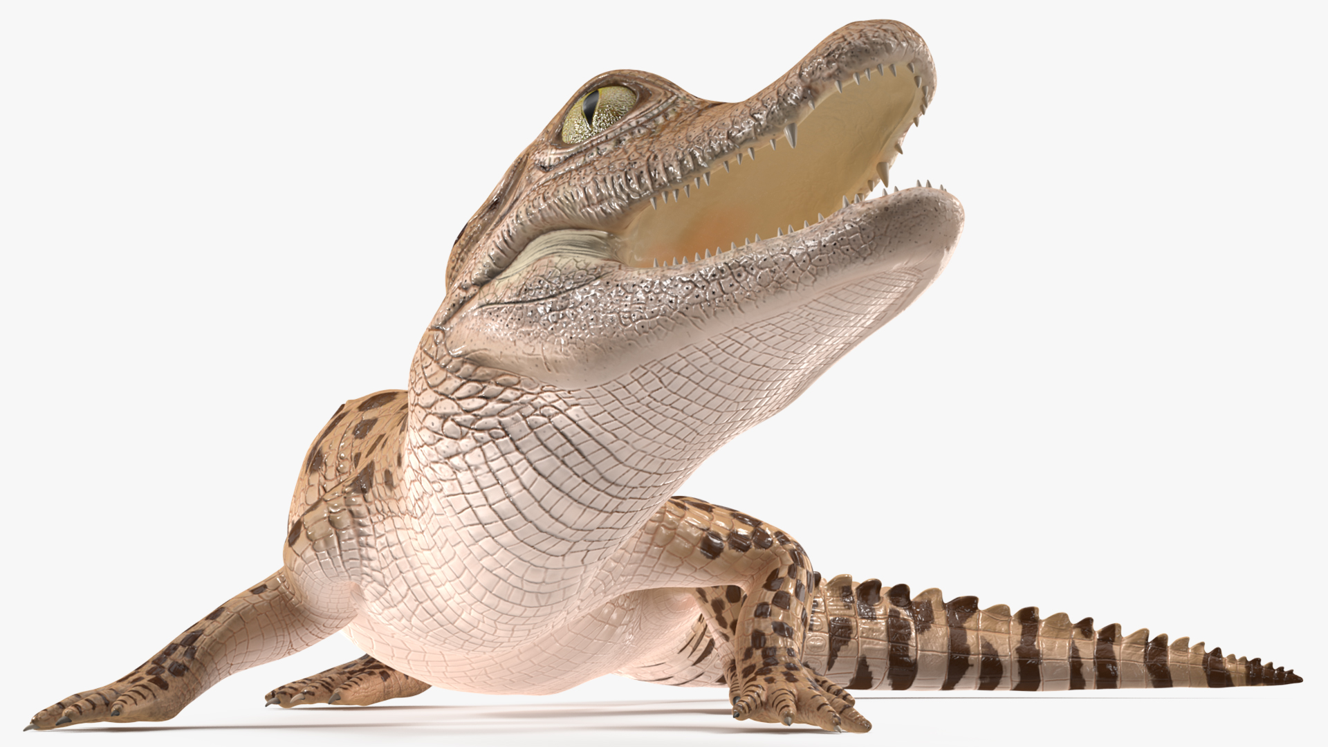 Baby Crocodile Light Color Rigged for Maya 3D