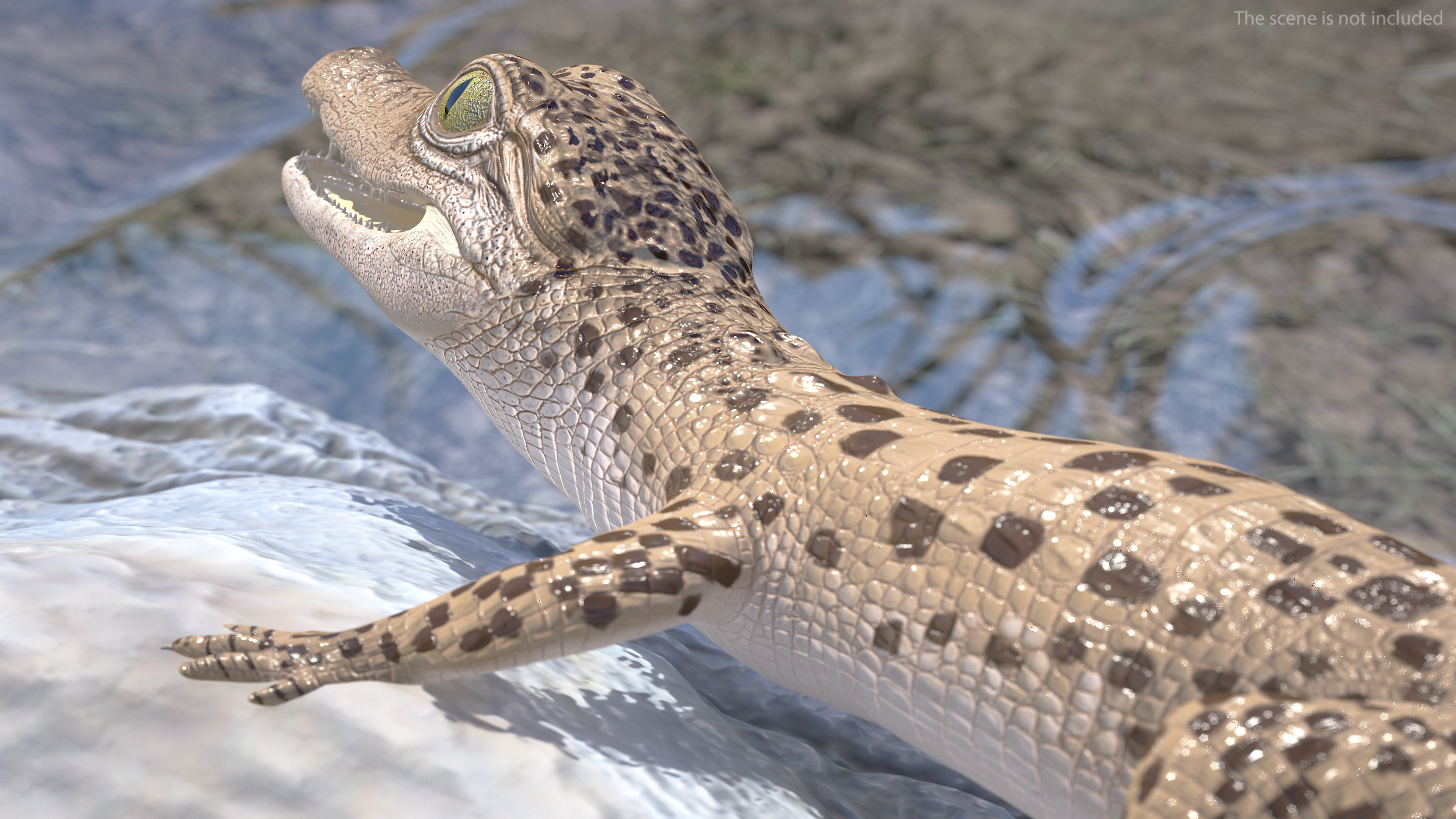 Baby Crocodile Light Color Rigged for Maya 3D