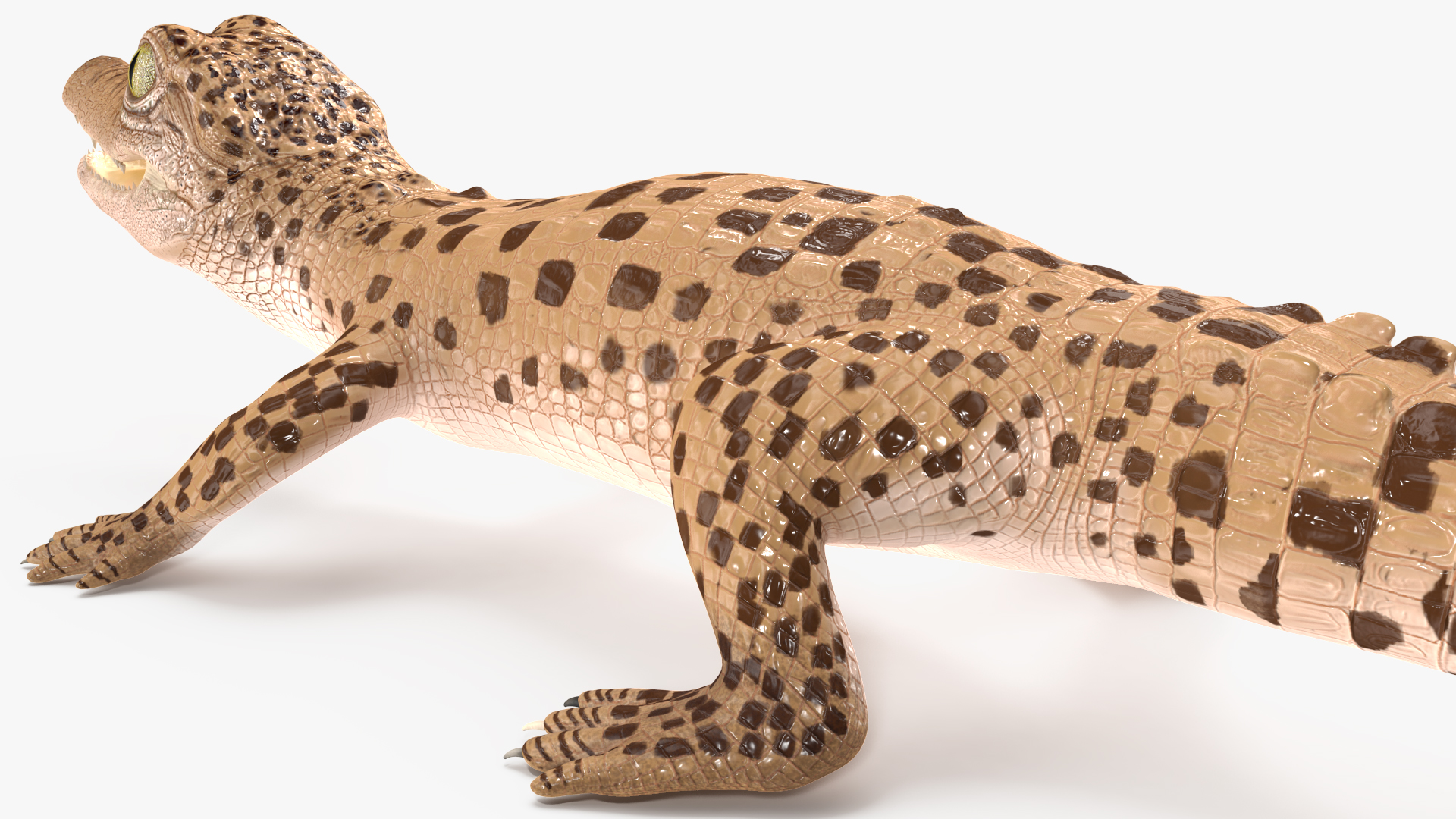 Baby Crocodile Light Color Rigged for Maya 3D