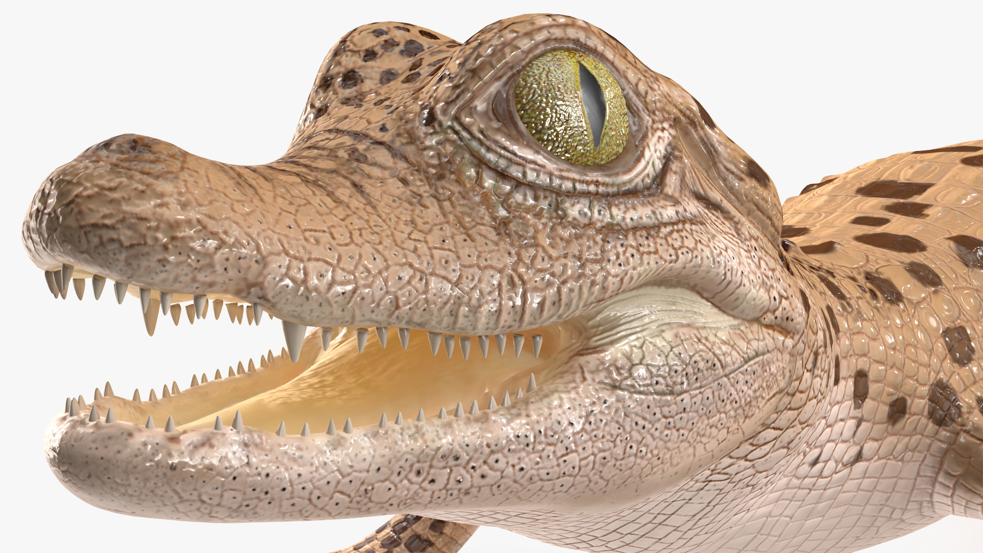 Baby Crocodile Light Color Rigged for Maya 3D