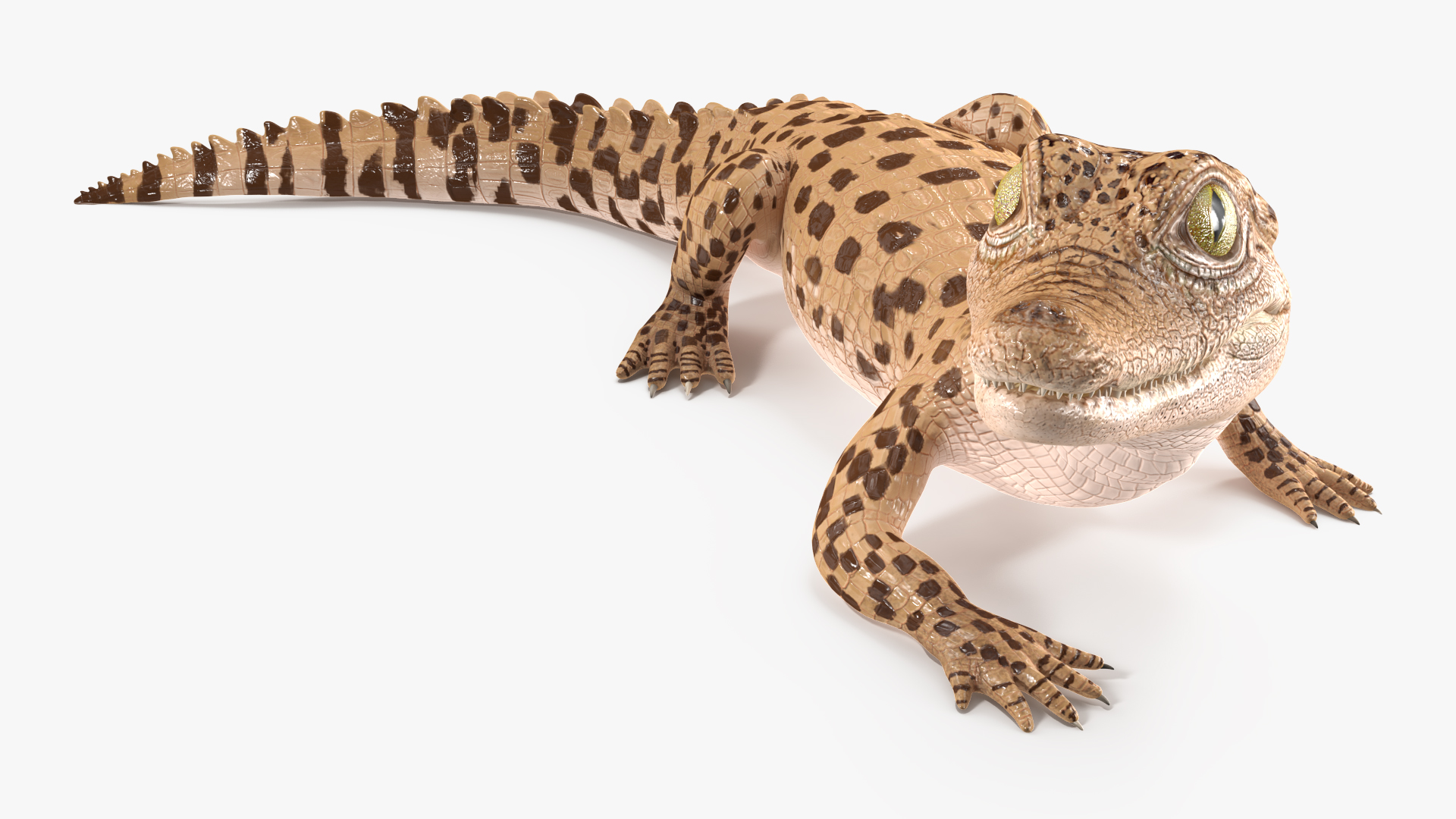 Baby Crocodile Light Color Rigged for Maya 3D