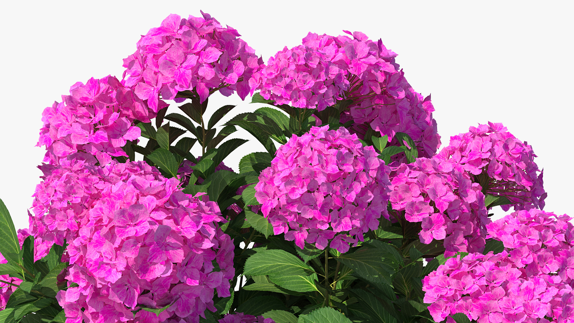3D Hydrangea Macrophylla Pink Annabelle
