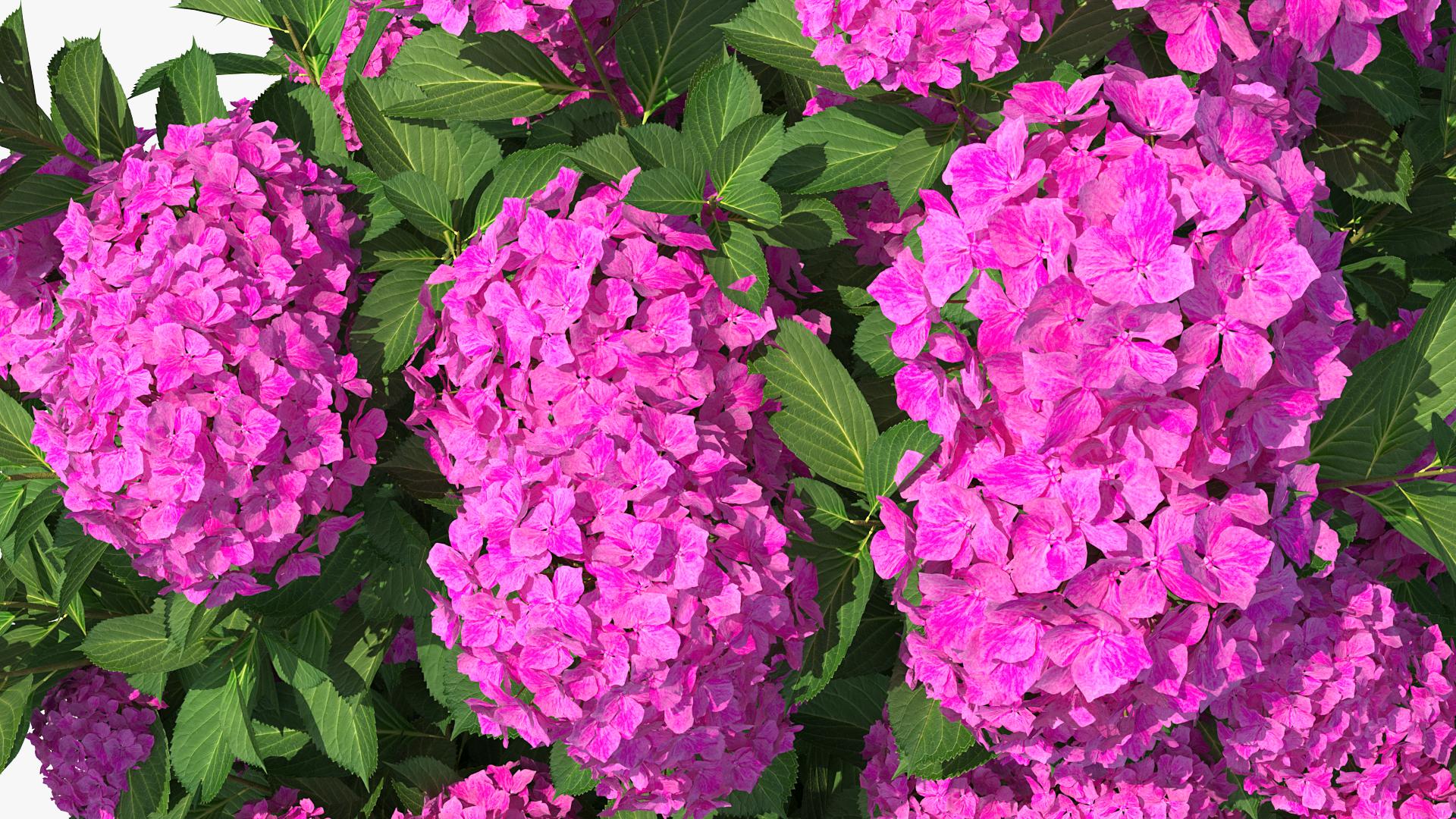 3D Hydrangea Macrophylla Pink Annabelle