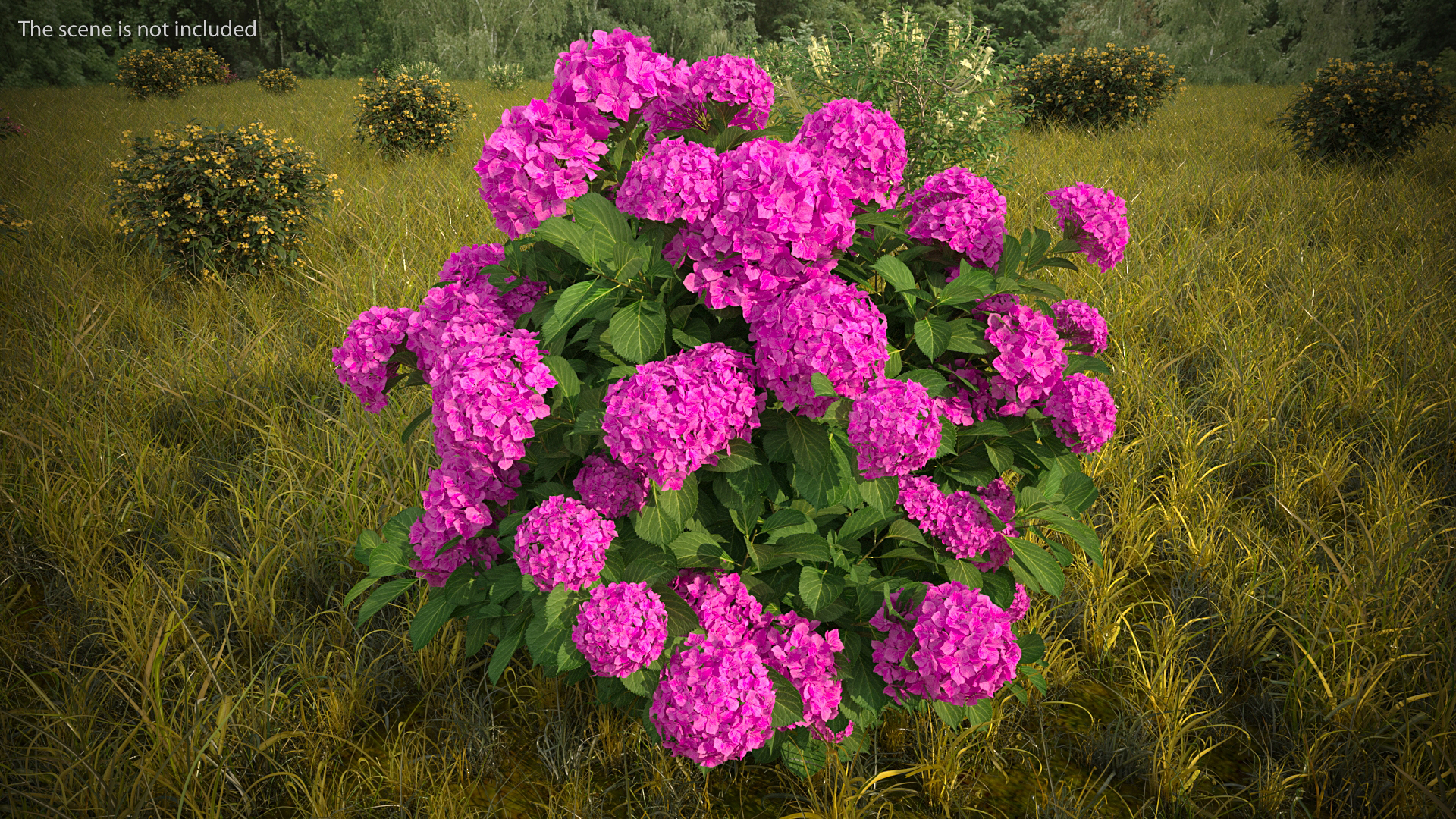 3D Hydrangea Macrophylla Pink Annabelle