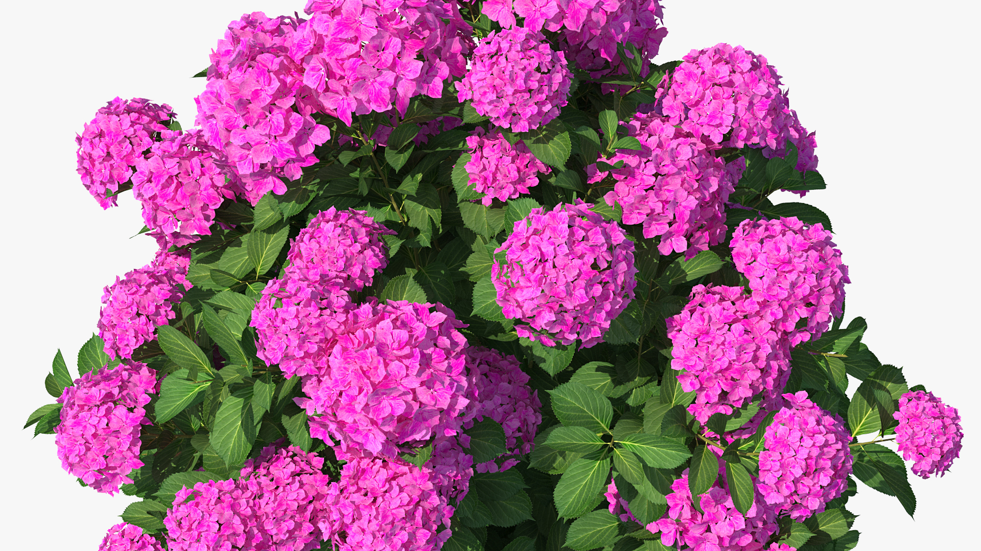 3D Hydrangea Macrophylla Pink Annabelle