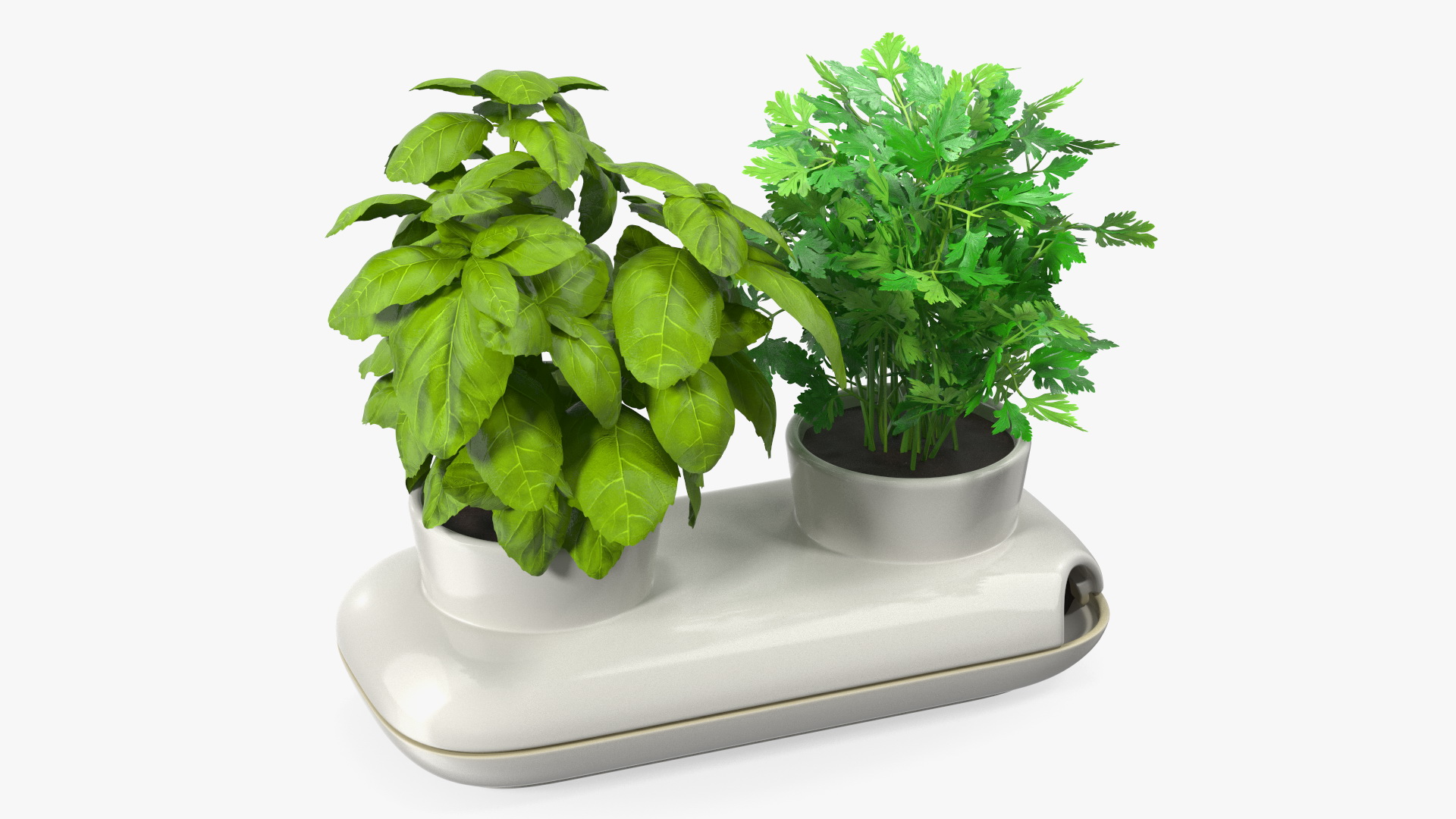 Herbs in Sagaform Double Pot White 3D model