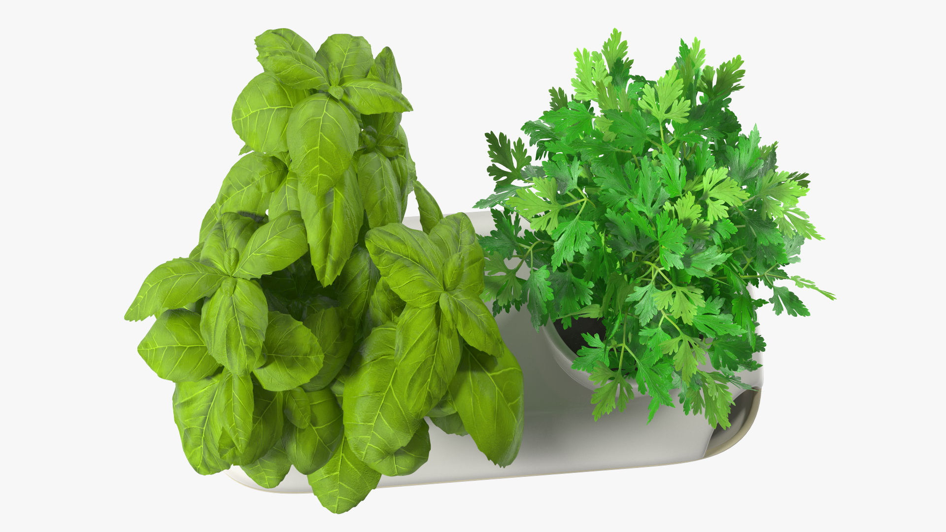 Herbs in Sagaform Double Pot White 3D model