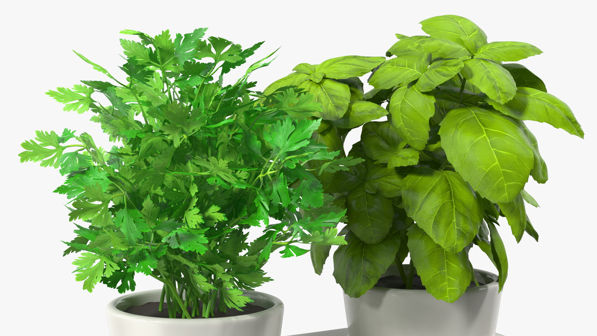 Herbs in Sagaform Double Pot White 3D model