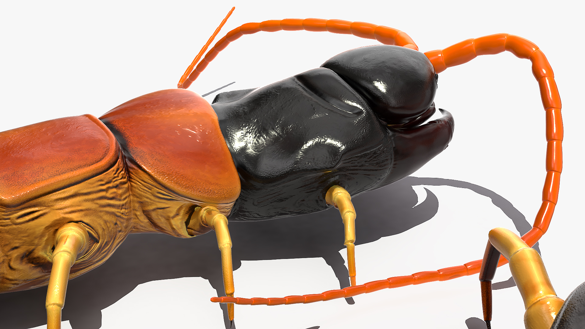 3D Scolopendra Heros Arizona Giant Centipede Rigged model