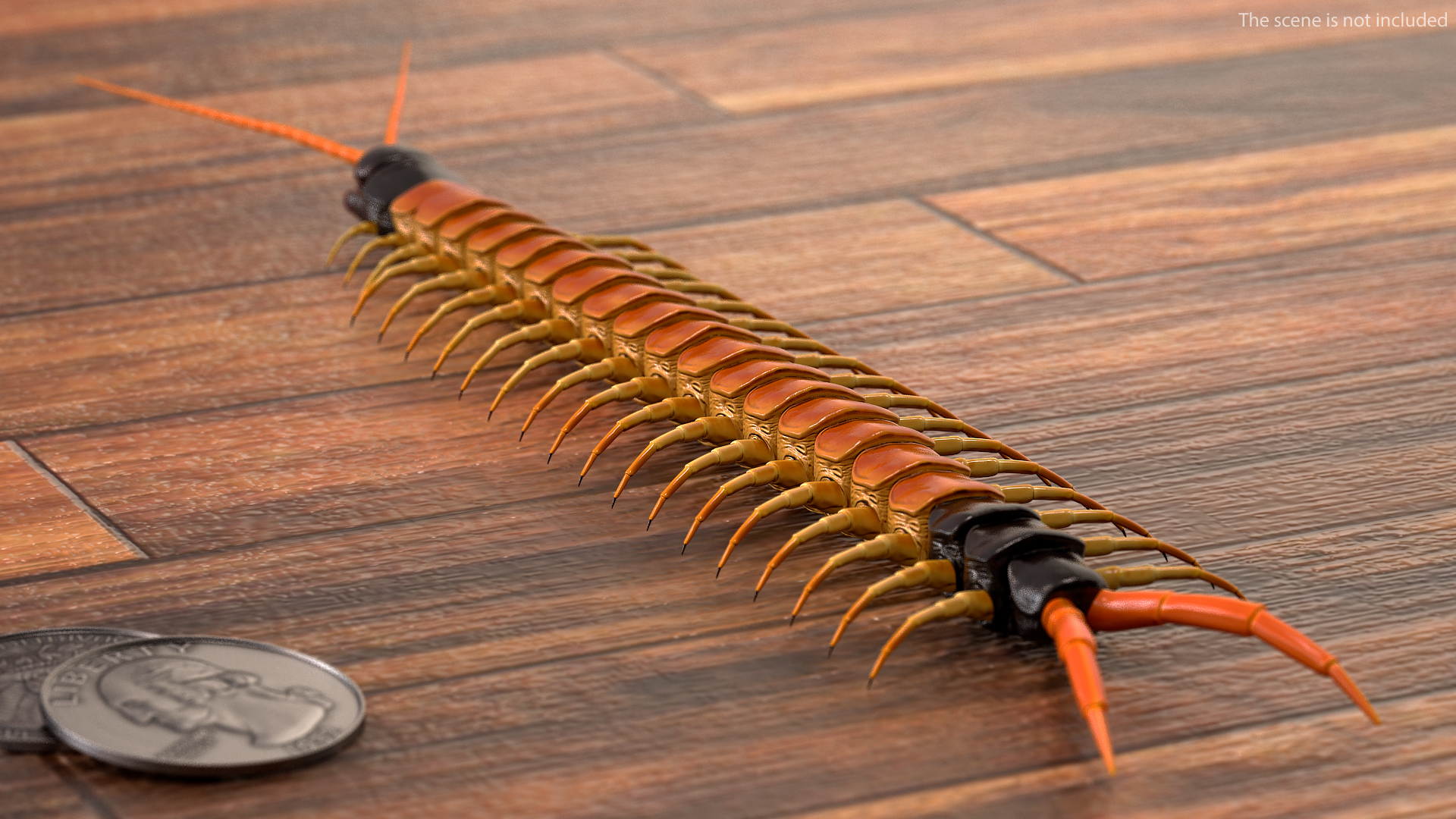 3D Scolopendra Heros Arizona Giant Centipede Rigged model