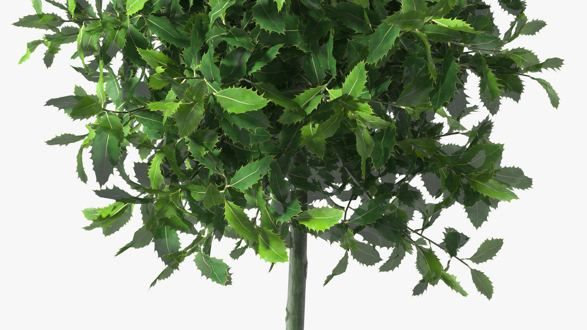 Holly Plant Green 3D