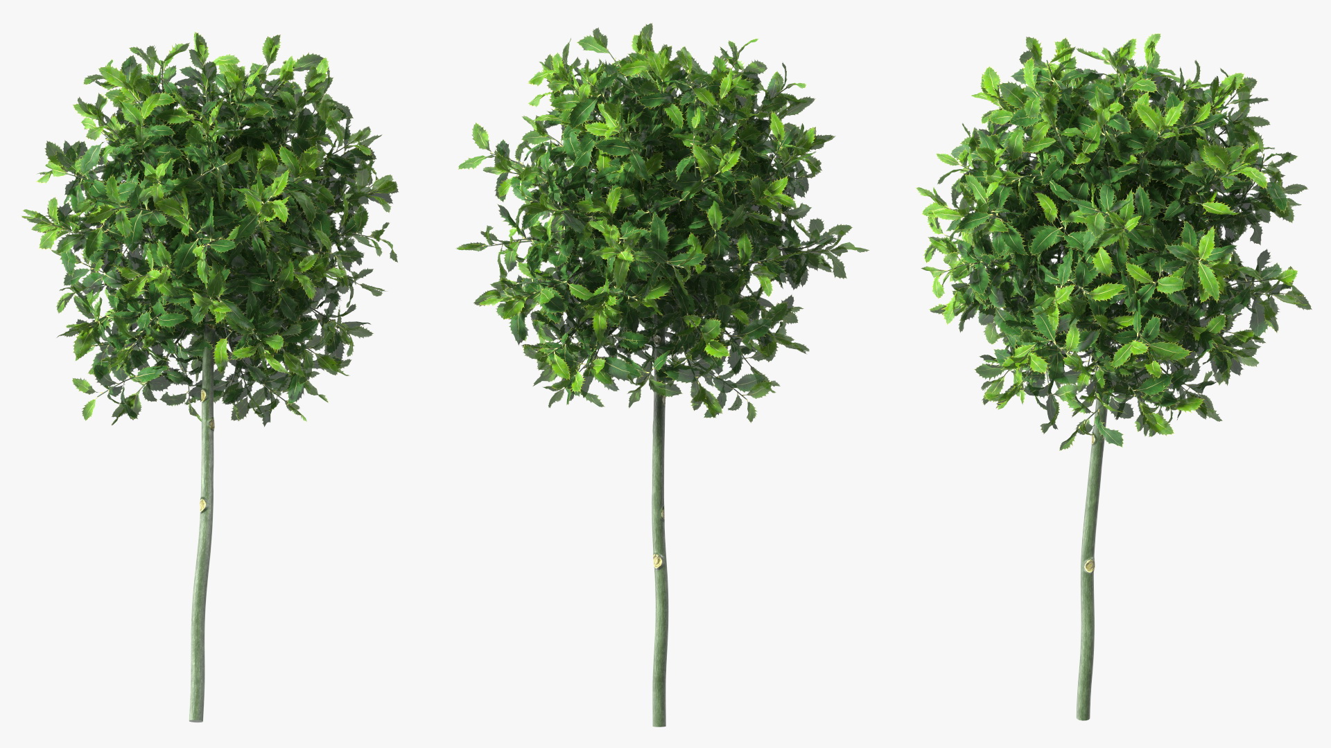 Holly Plant Green 3D
