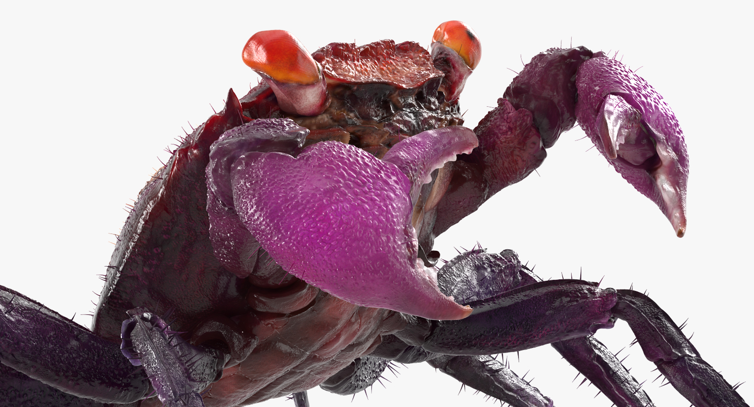 3D Vampire Crab Geosesarma Dennerle with Fur