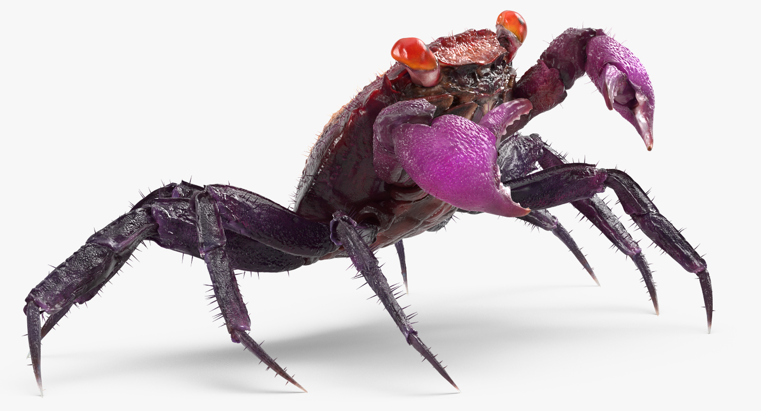 3D Vampire Crab Geosesarma Dennerle with Fur