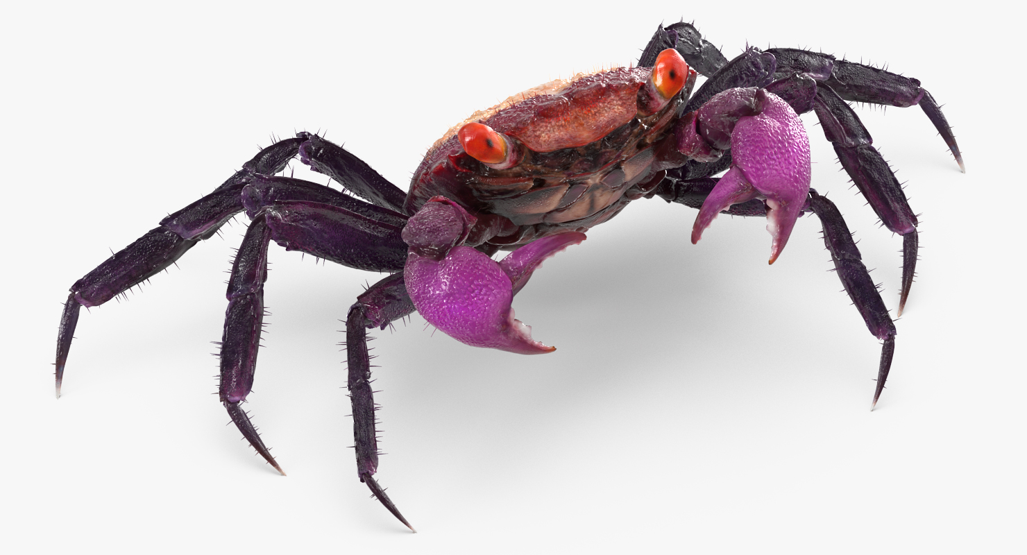3D Vampire Crab Geosesarma Dennerle with Fur