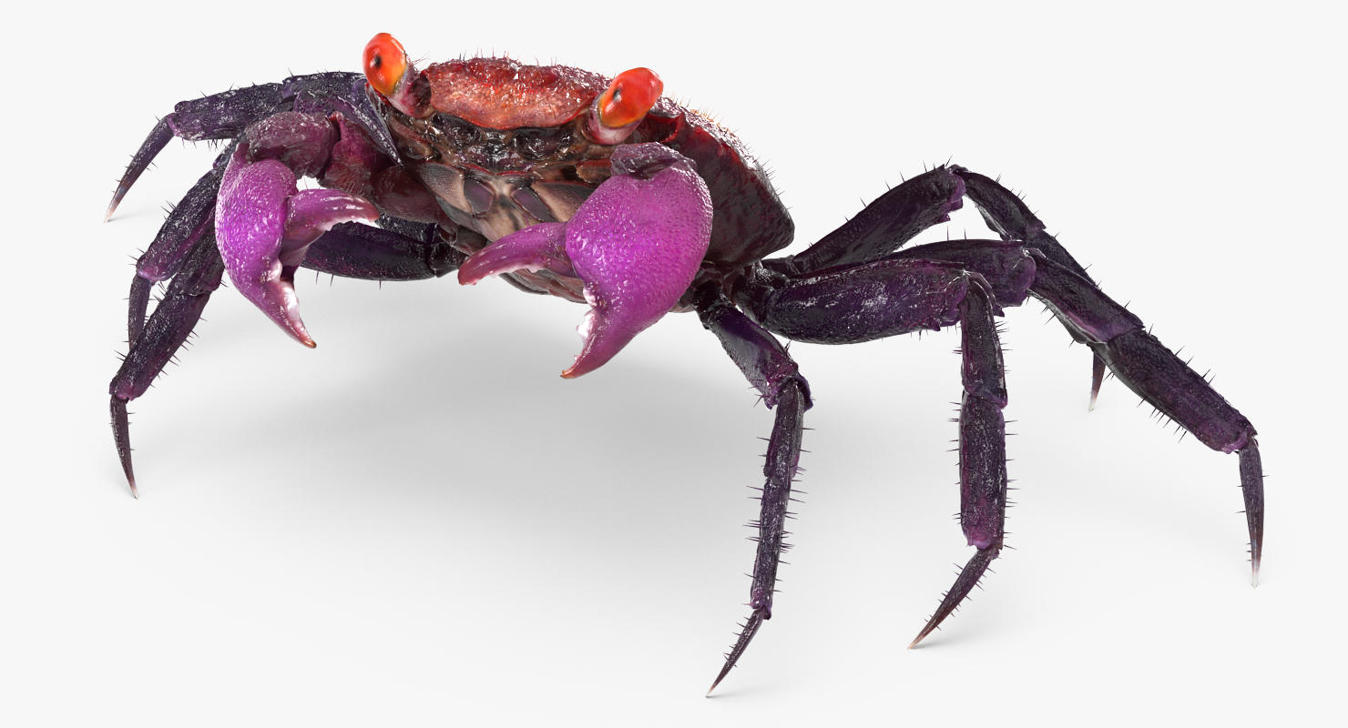 3D Vampire Crab Geosesarma Dennerle with Fur