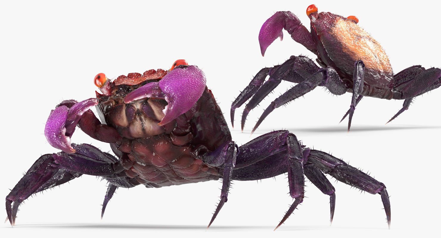 3D Vampire Crab Geosesarma Dennerle with Fur