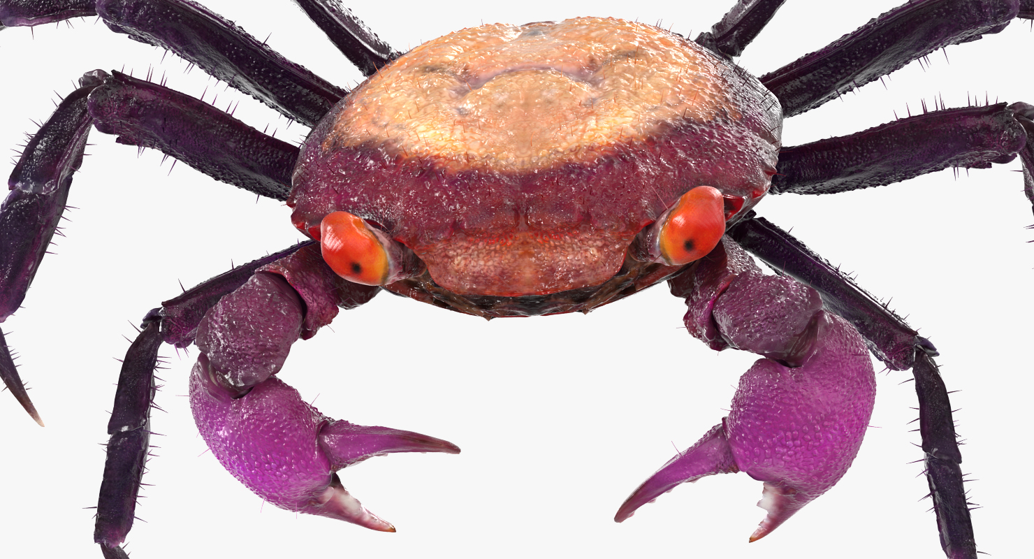 3D Vampire Crab Geosesarma Dennerle with Fur
