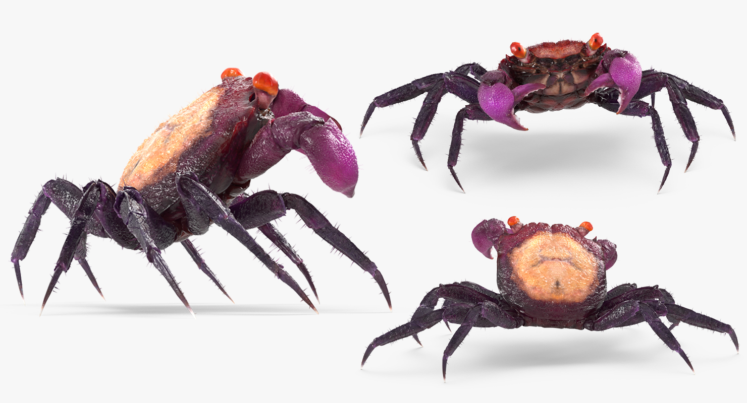 3D Vampire Crab Geosesarma Dennerle with Fur