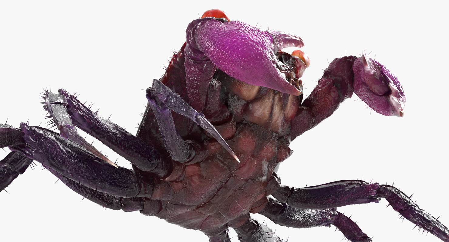 3D Vampire Crab Geosesarma Dennerle with Fur