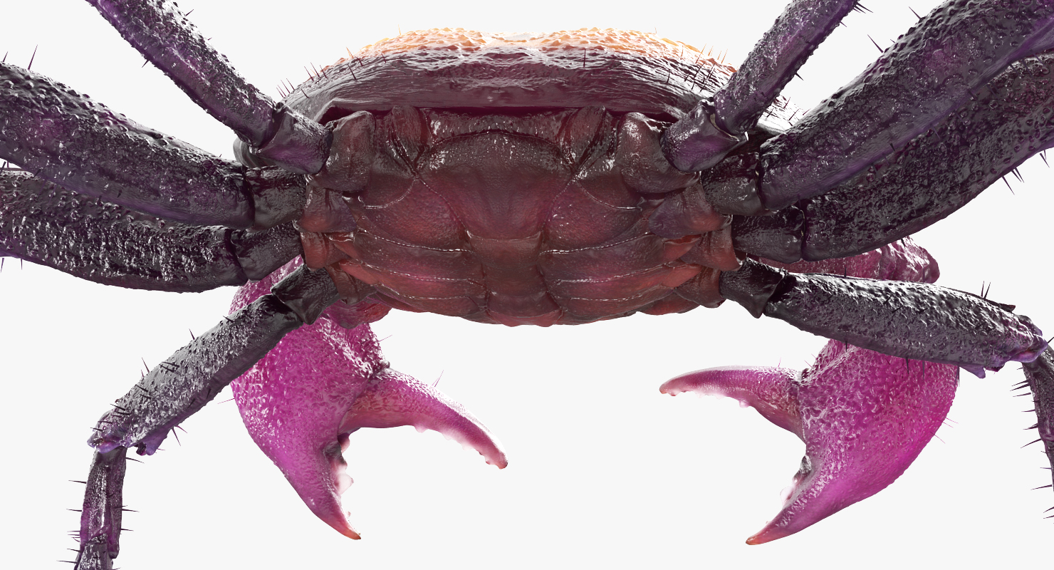 3D Vampire Crab Geosesarma Dennerle with Fur