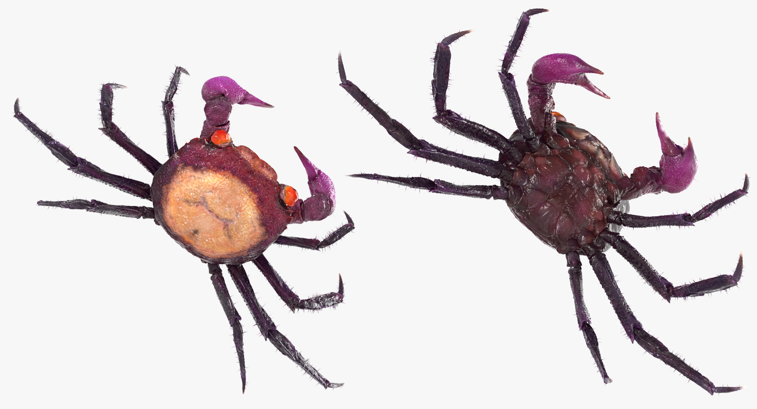 3D Vampire Crab Geosesarma Dennerle with Fur