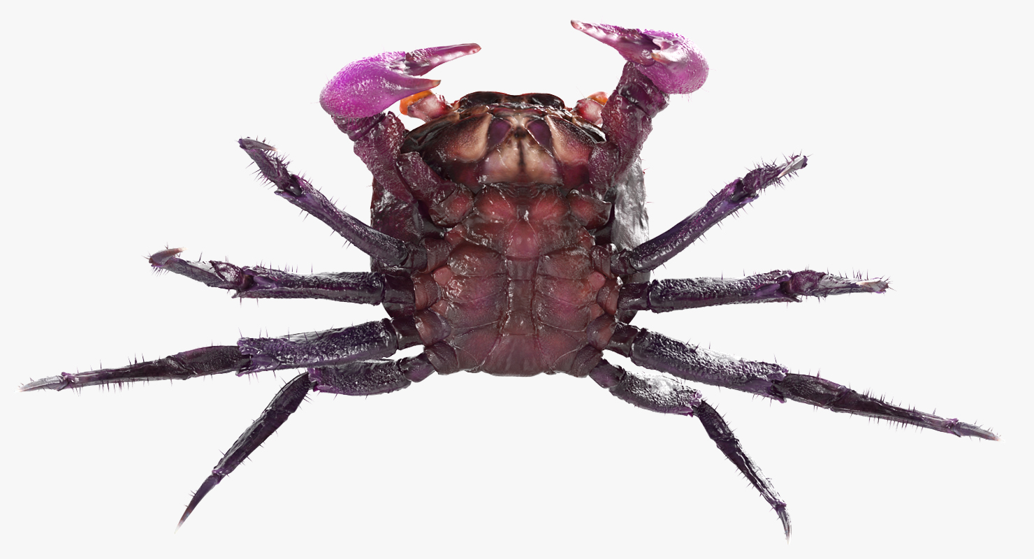 3D Vampire Crab Geosesarma Dennerle with Fur