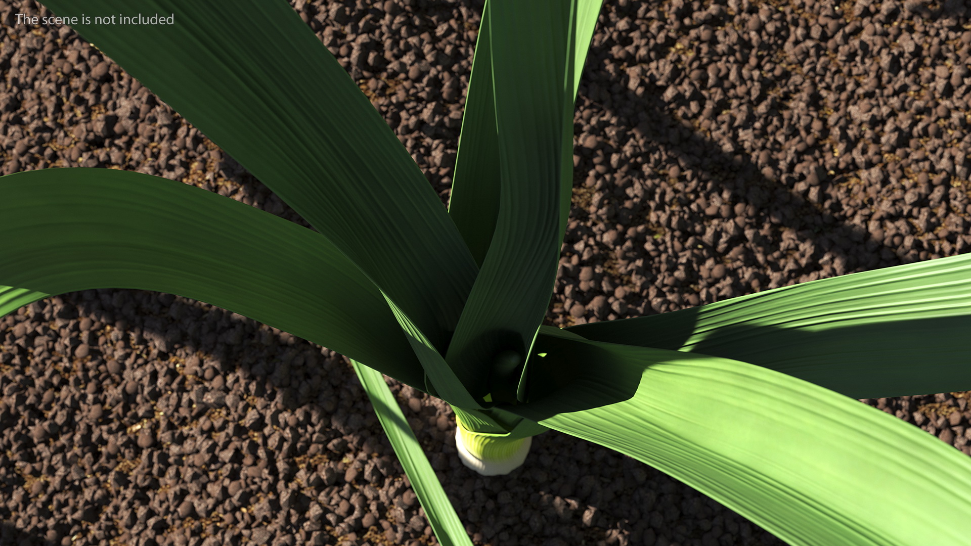 3D model Fresh Allium Porrum Leeks