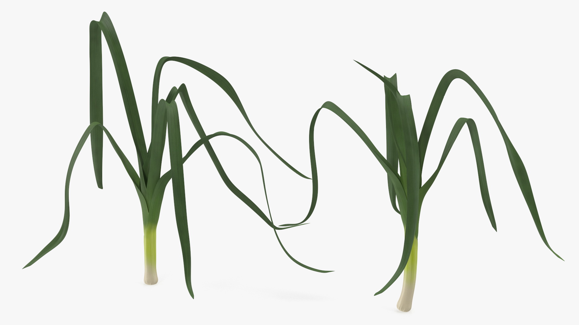 3D model Fresh Allium Porrum Leeks