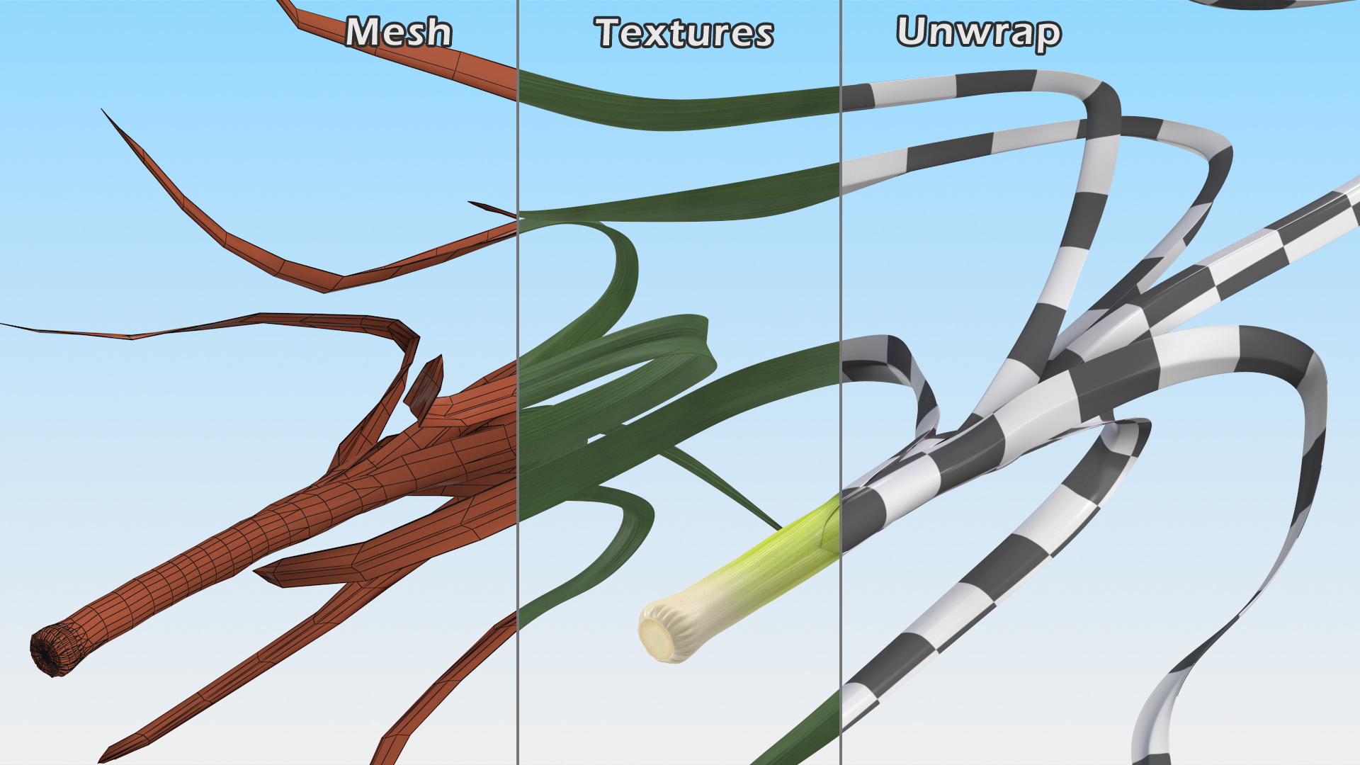 3D model Fresh Allium Porrum Leeks