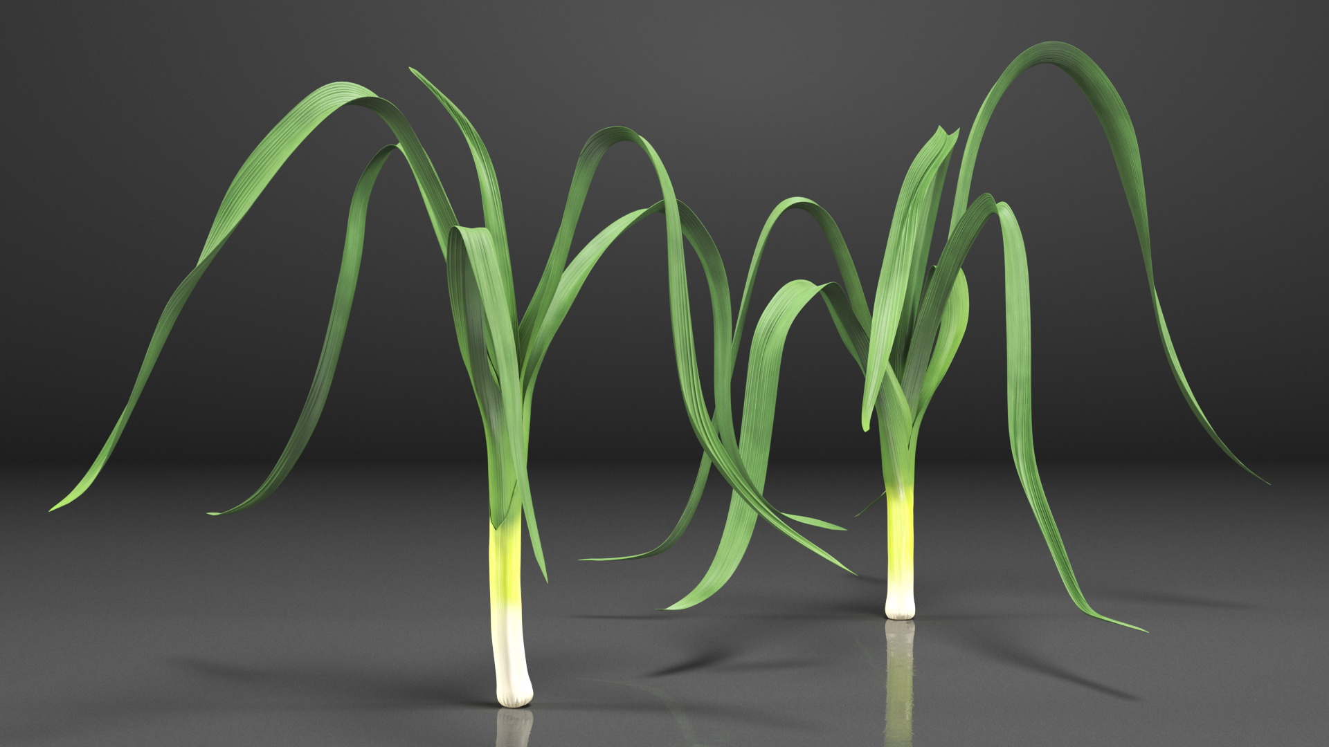 3D model Fresh Allium Porrum Leeks