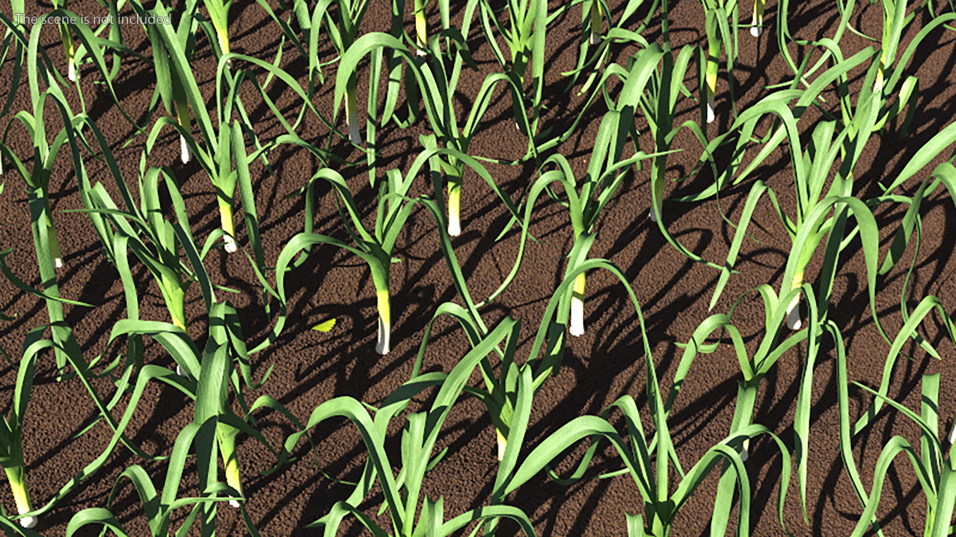 3D model Fresh Allium Porrum Leeks
