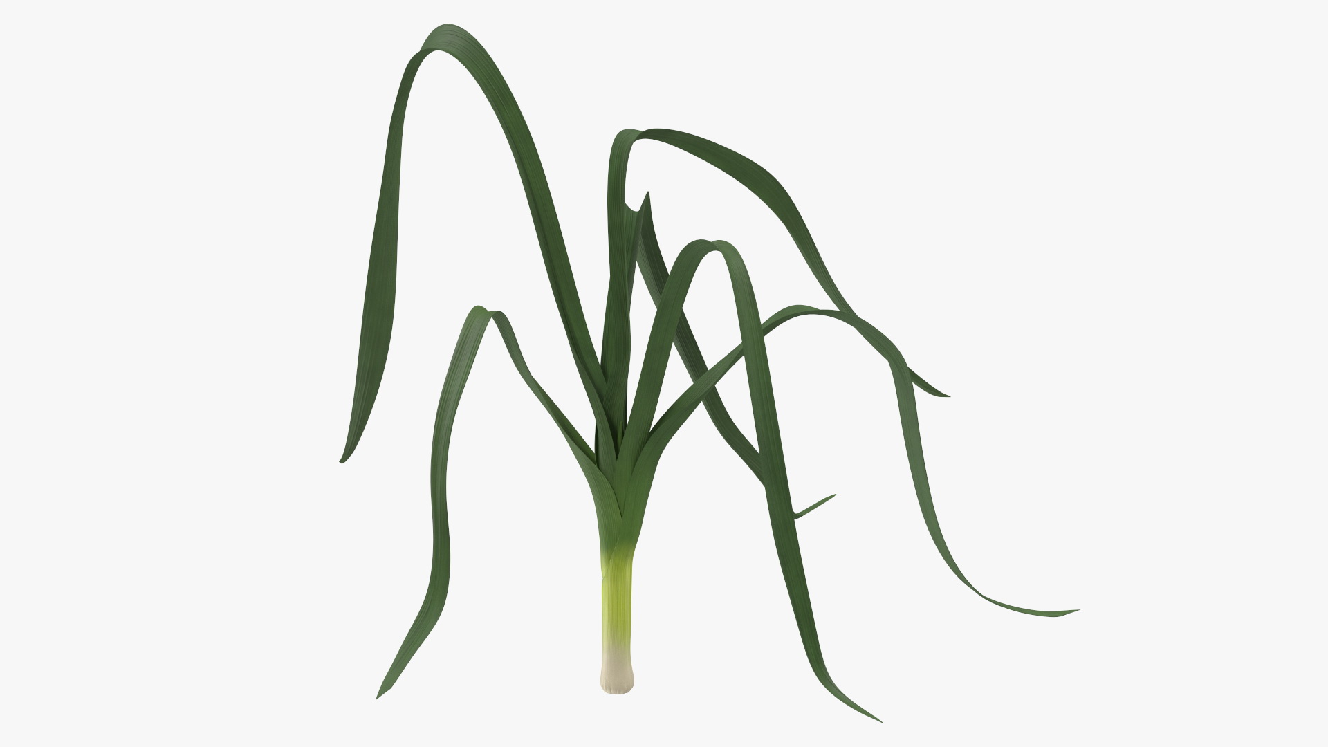 3D model Fresh Allium Porrum Leeks