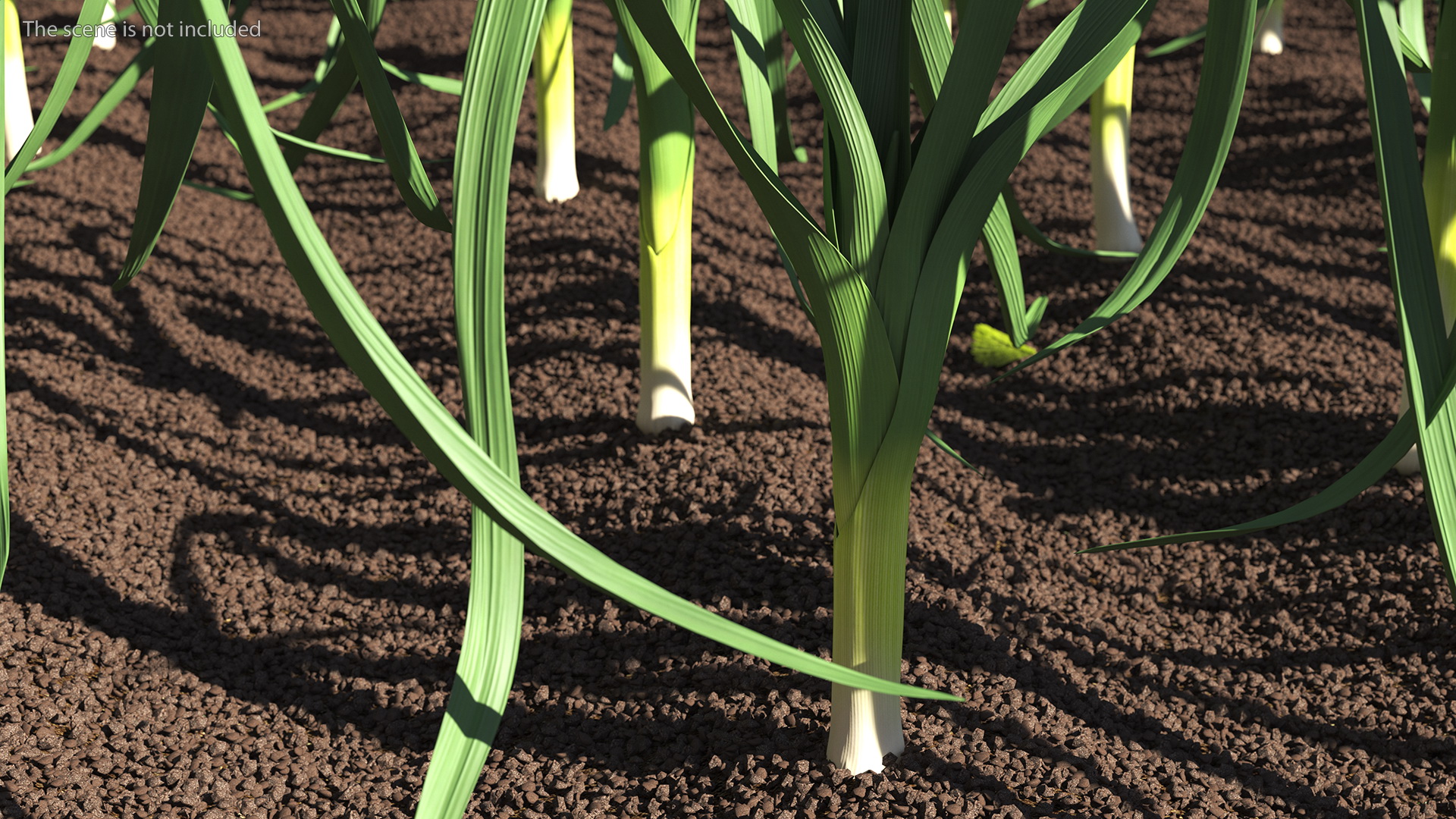3D model Fresh Allium Porrum Leeks