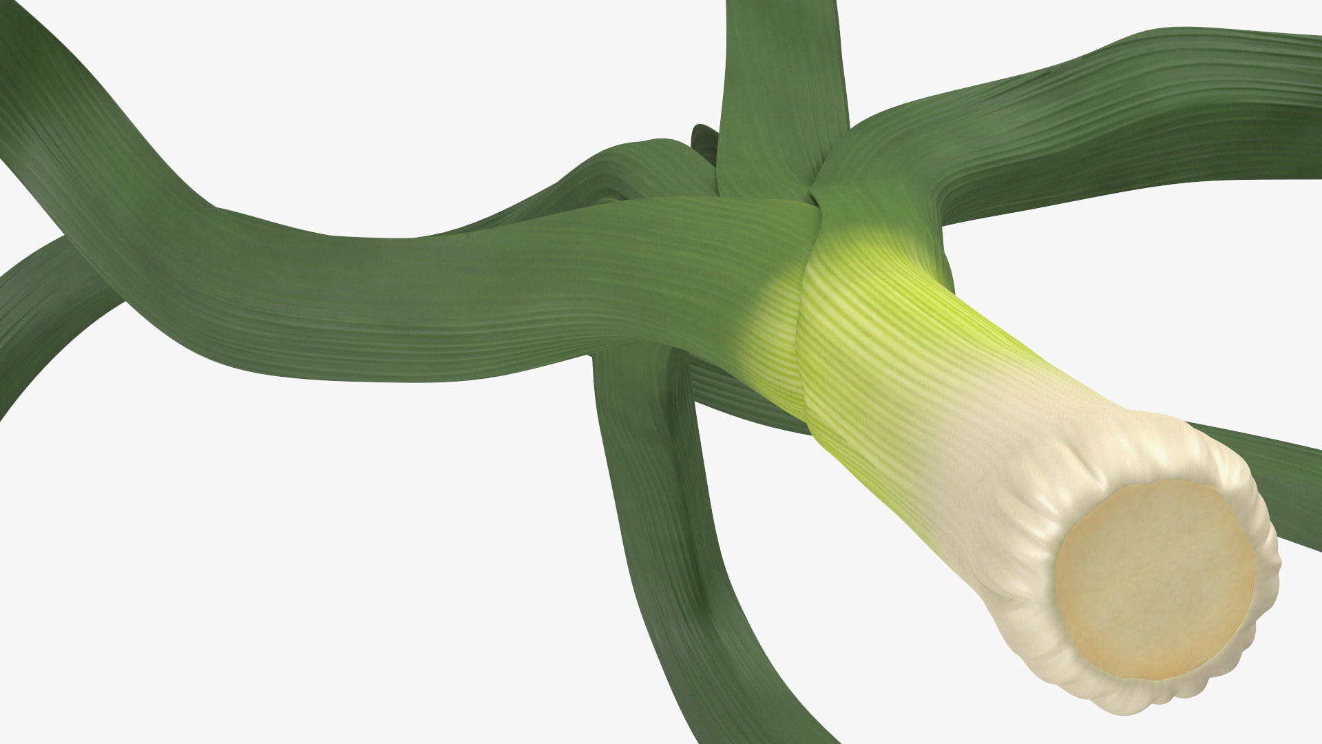 3D model Fresh Allium Porrum Leeks