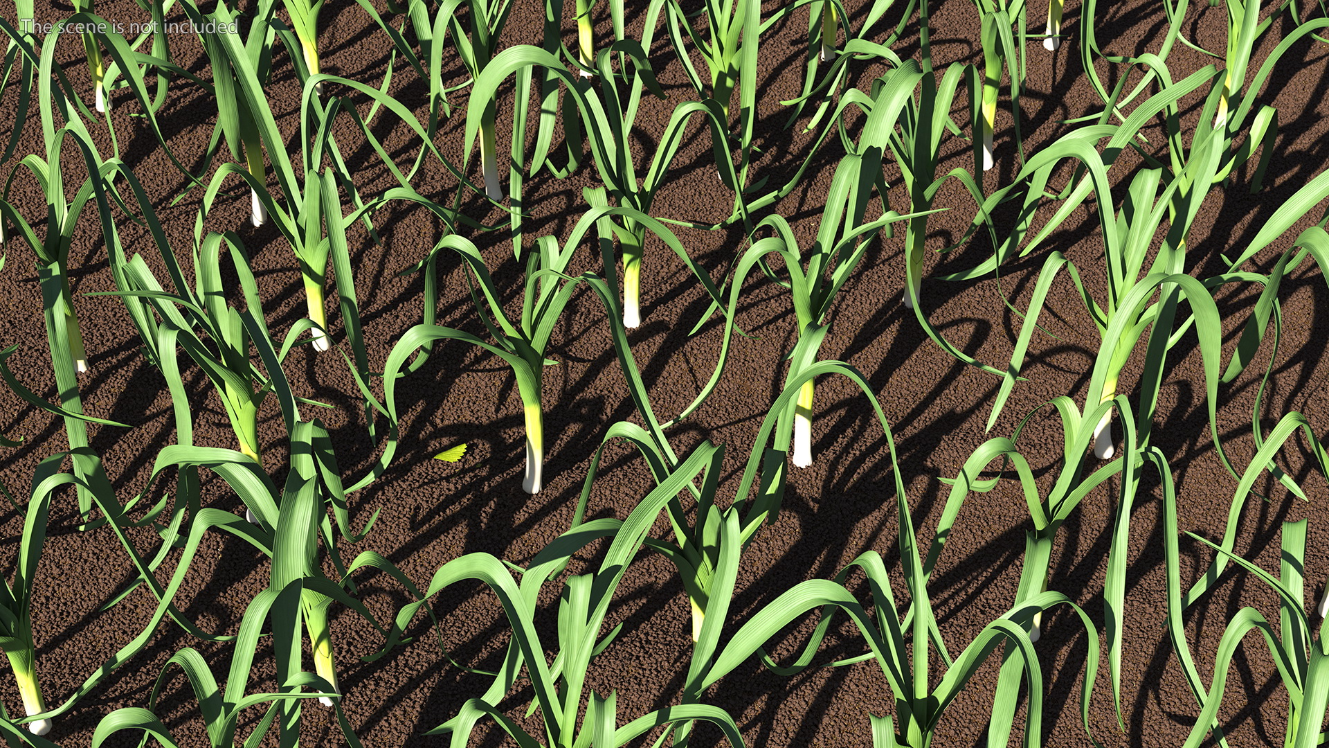 3D model Fresh Allium Porrum Leeks